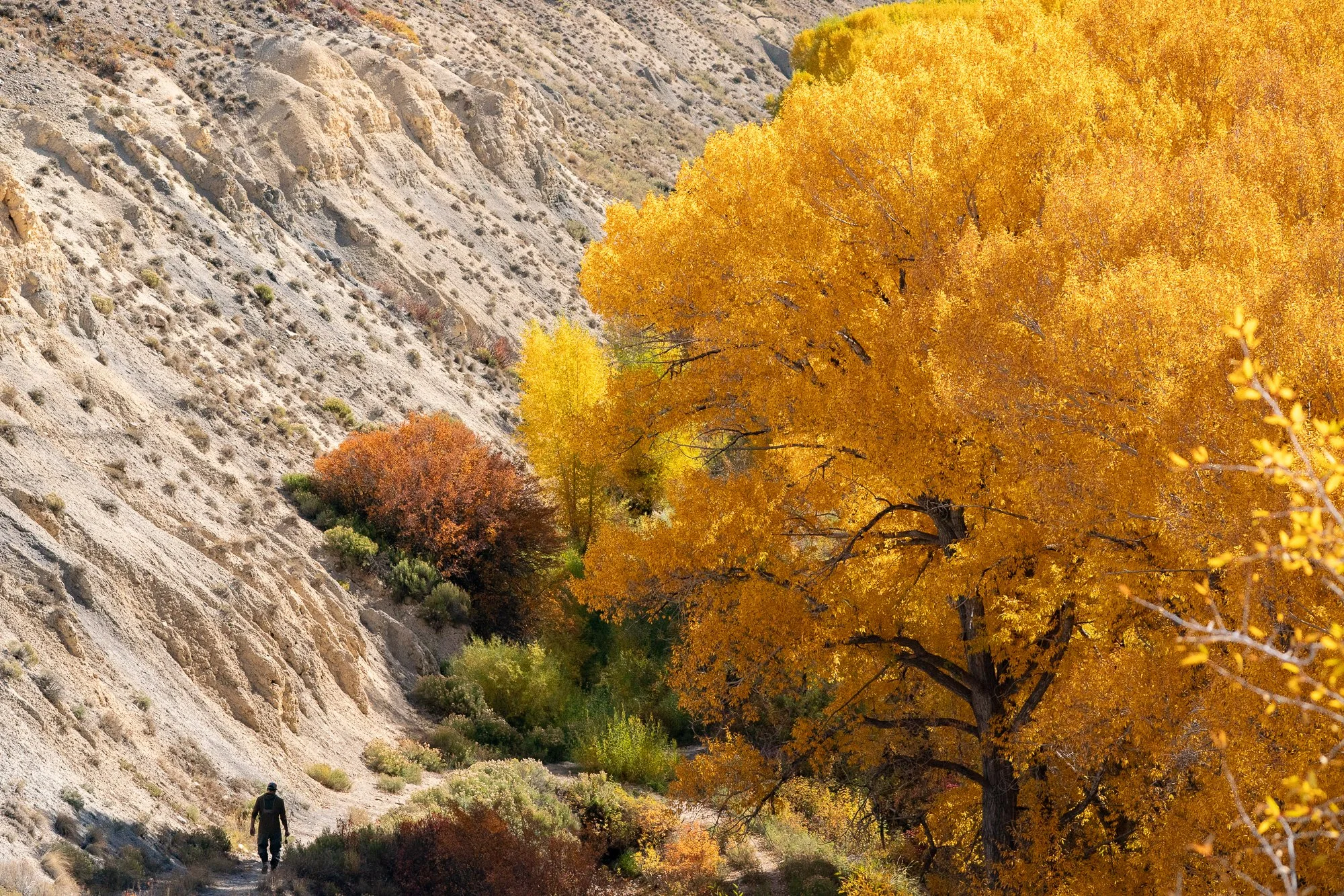 Colorado River Fall Fly Fishing Photography | Prints & Licensing — Rob ...