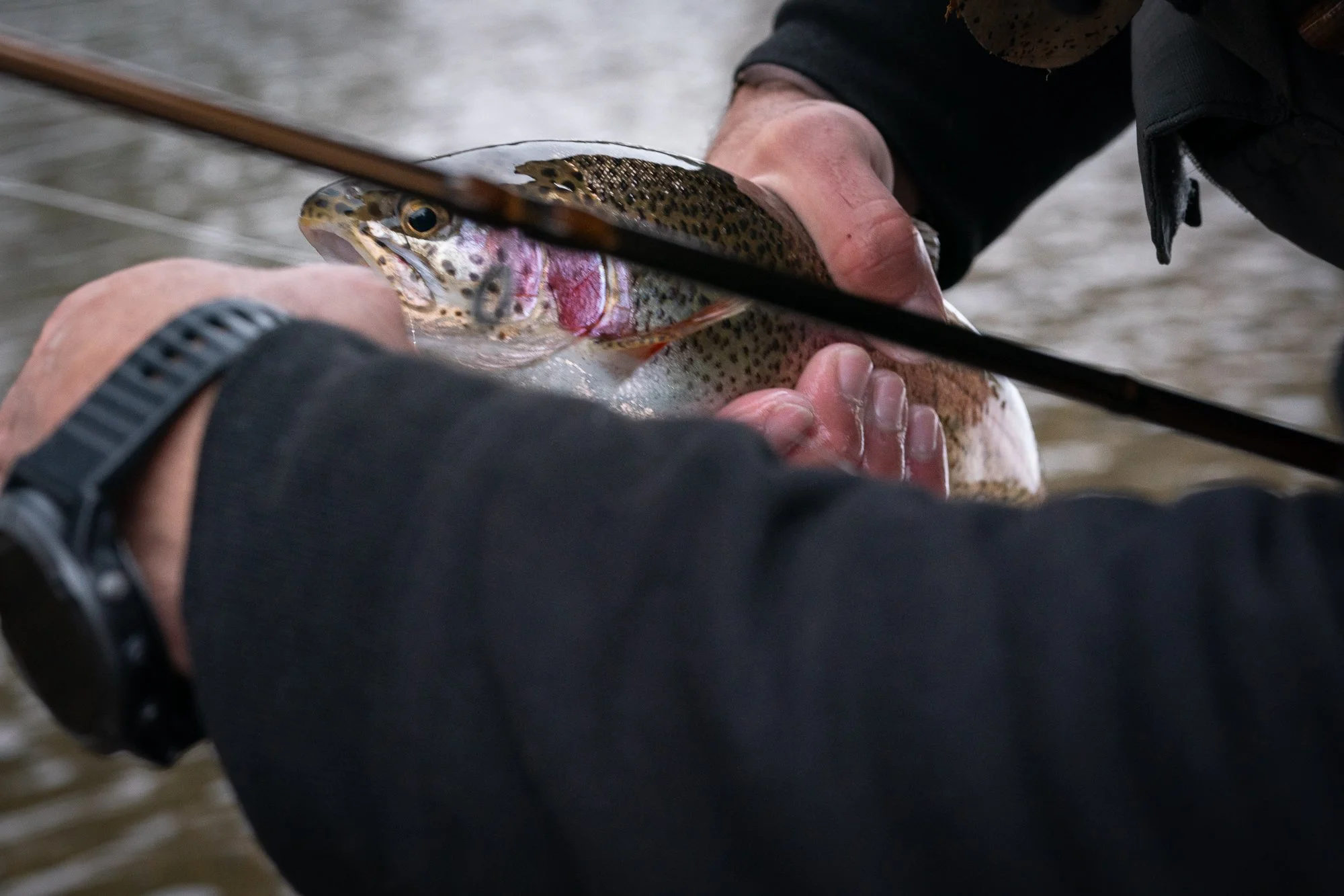 Photograph of a fly fsherman removing a hook from the mouth of a rainbow trout near Estes Park, CO