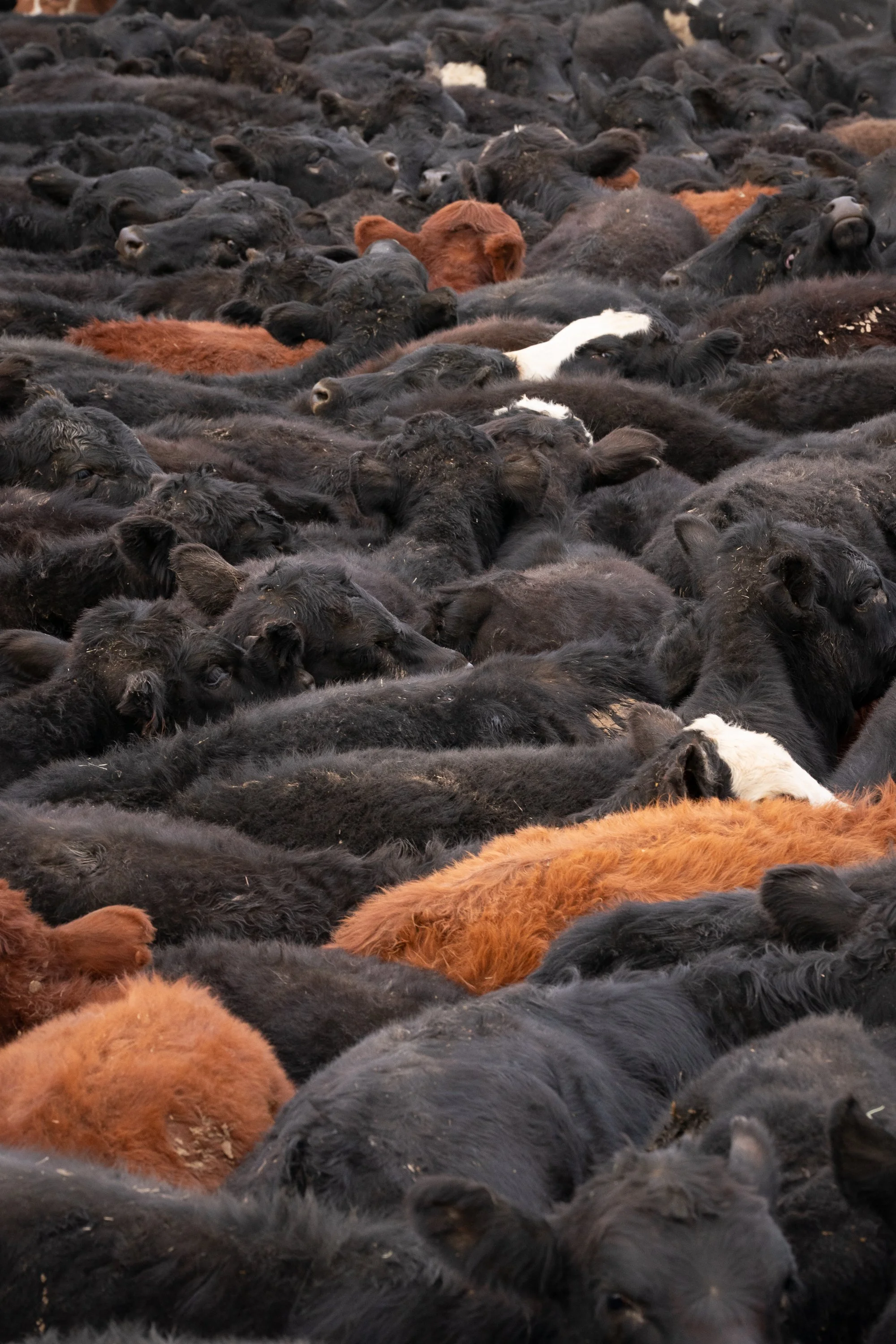 Close-up of dense cattle herd showing texture and movement at TS Ranch
