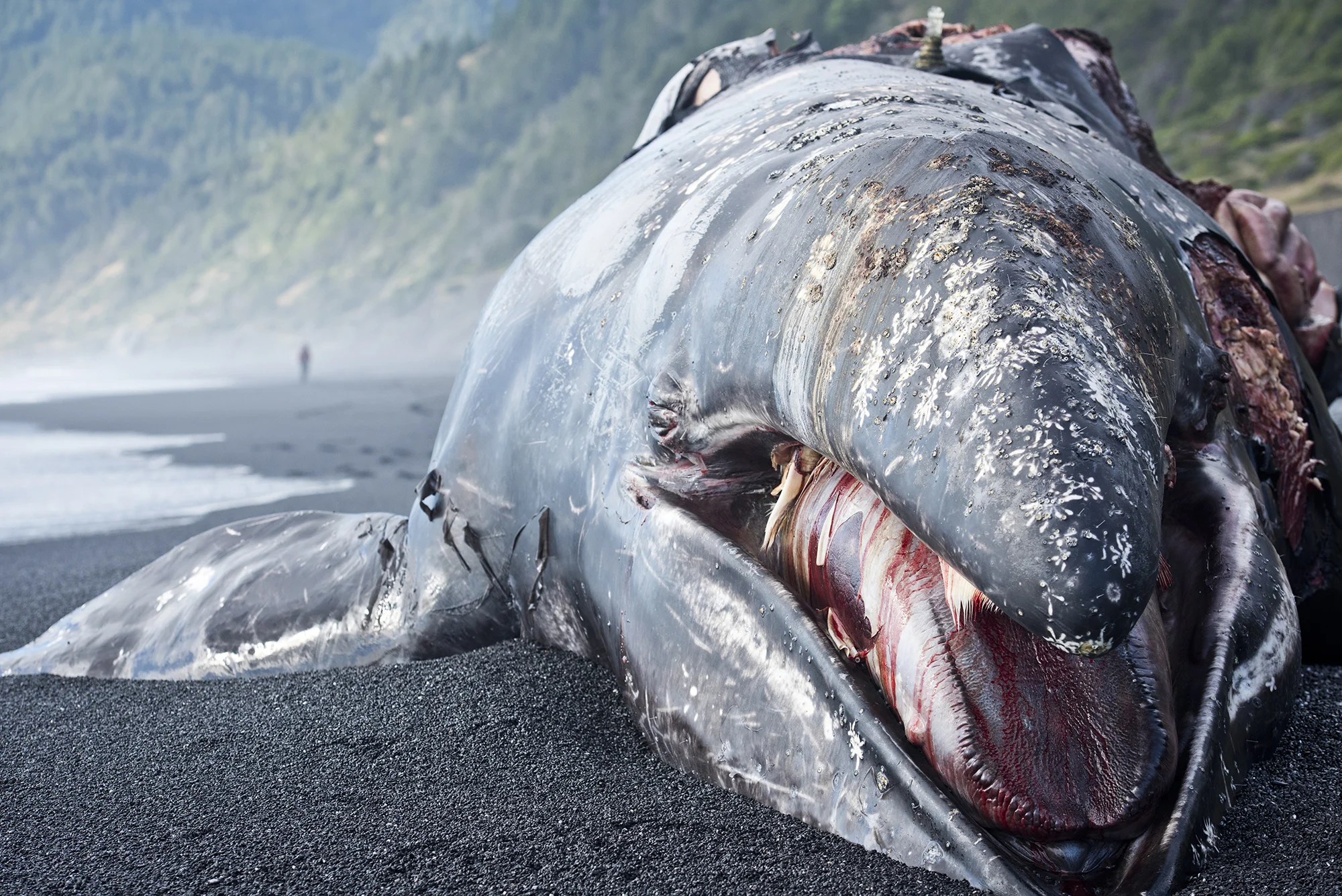 LostCoast-9361.jpg