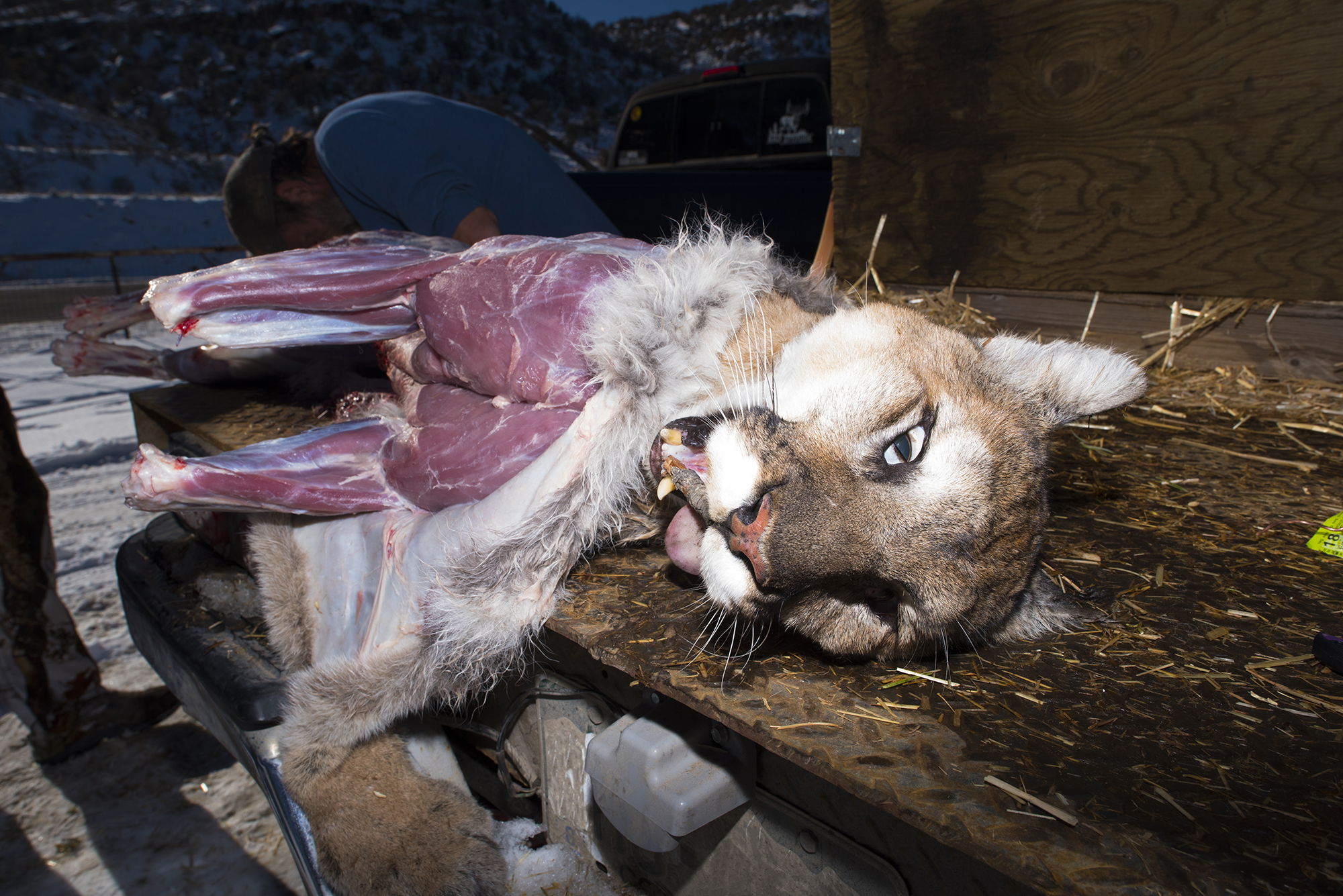 MountainLion-0332.jpg