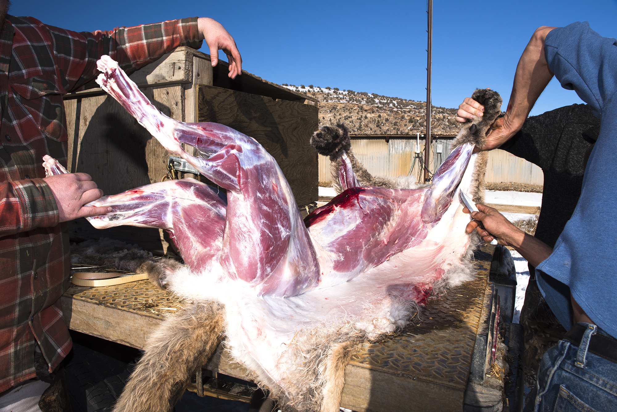  How to skin a mountain lion 