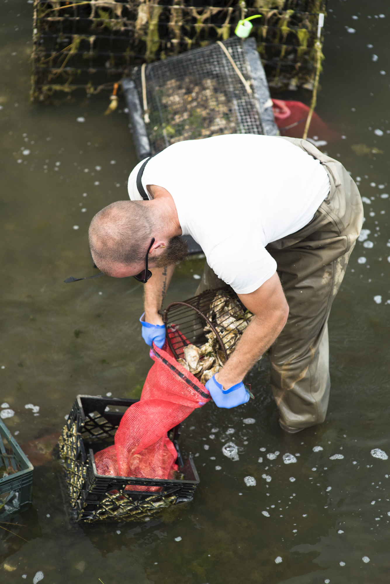 Oyster farming 