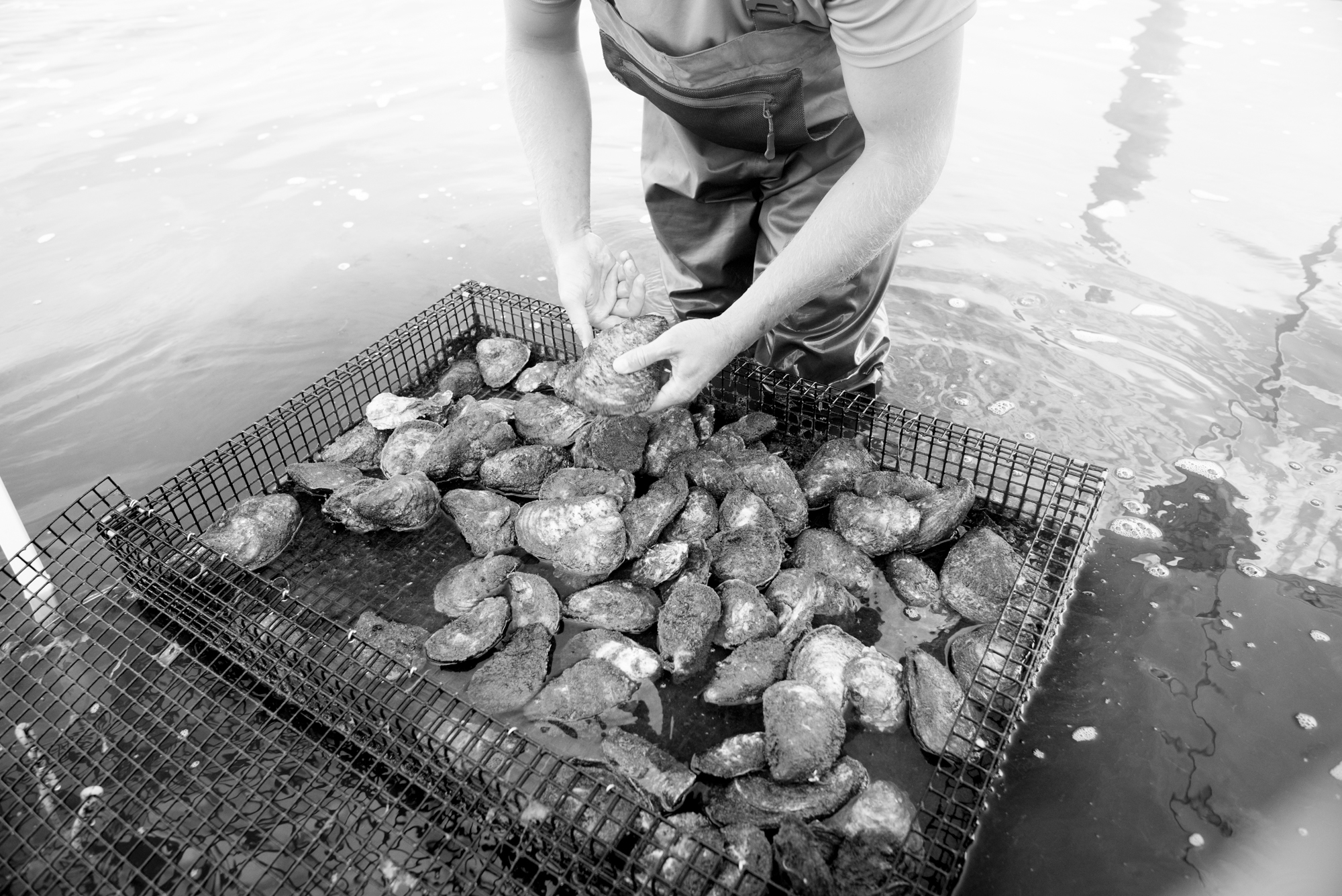 Oyster Farming 