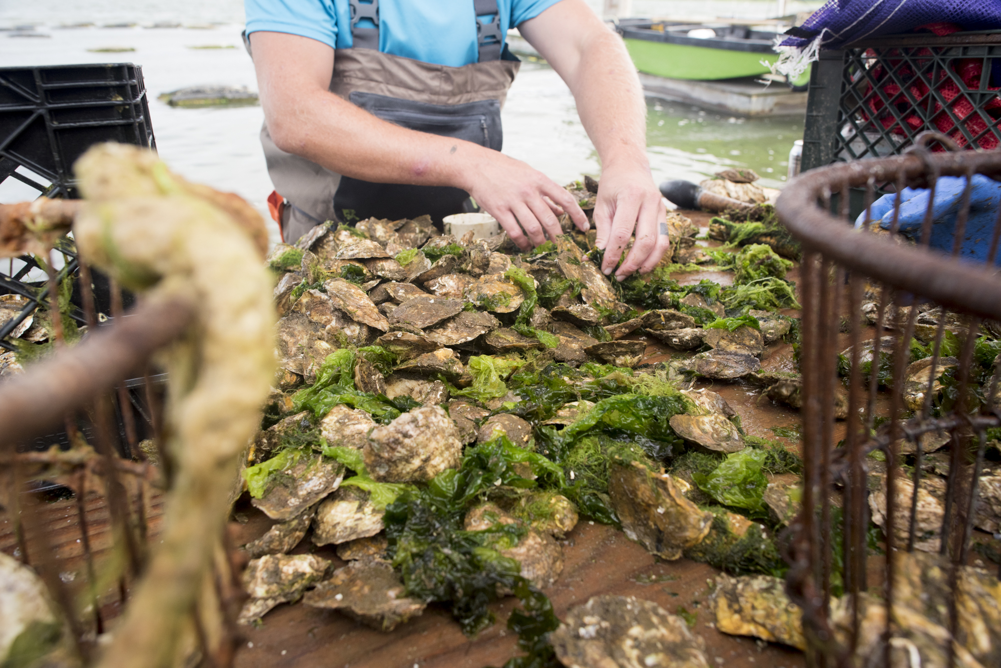 Cleaning oysters 