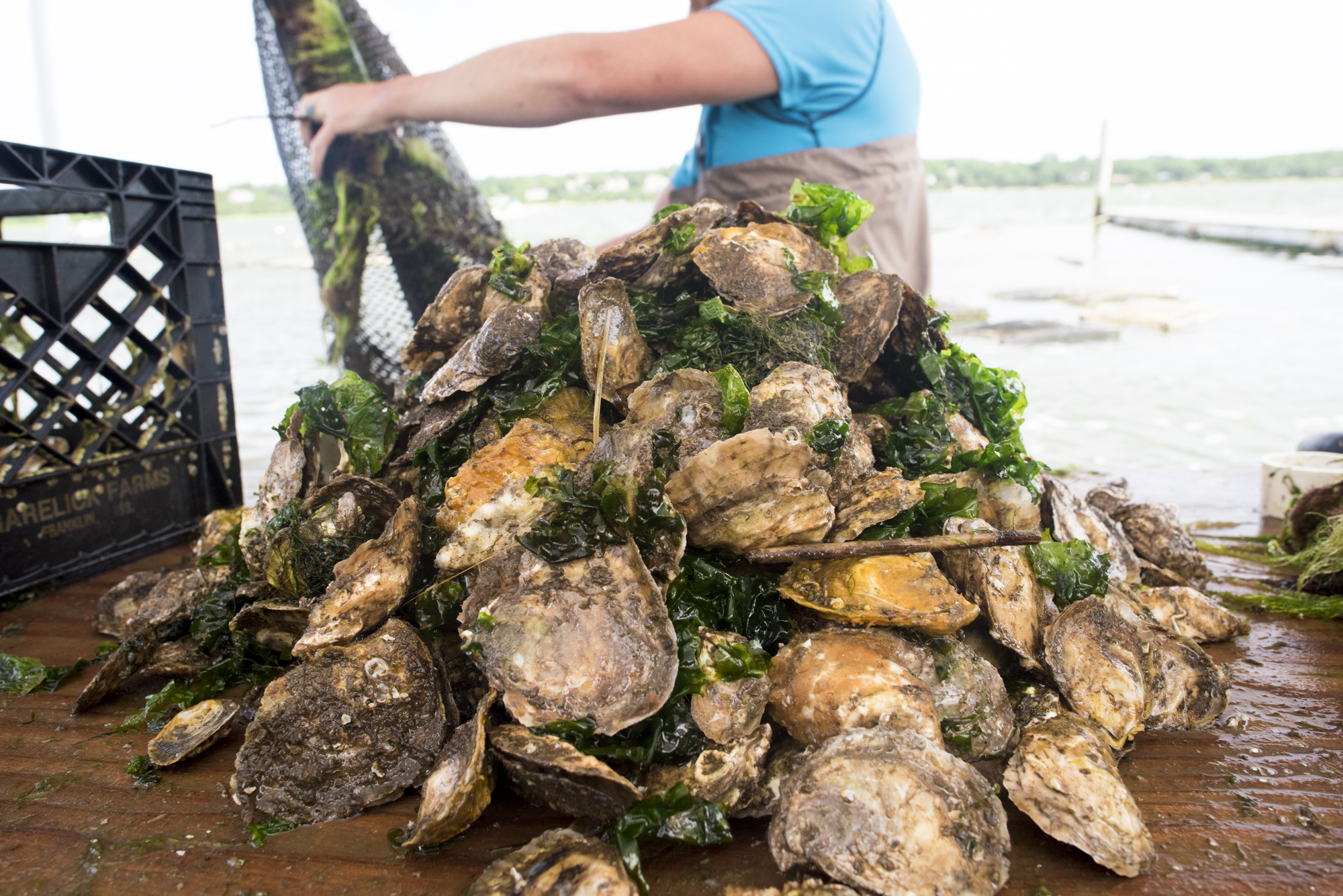 Oyster farming 