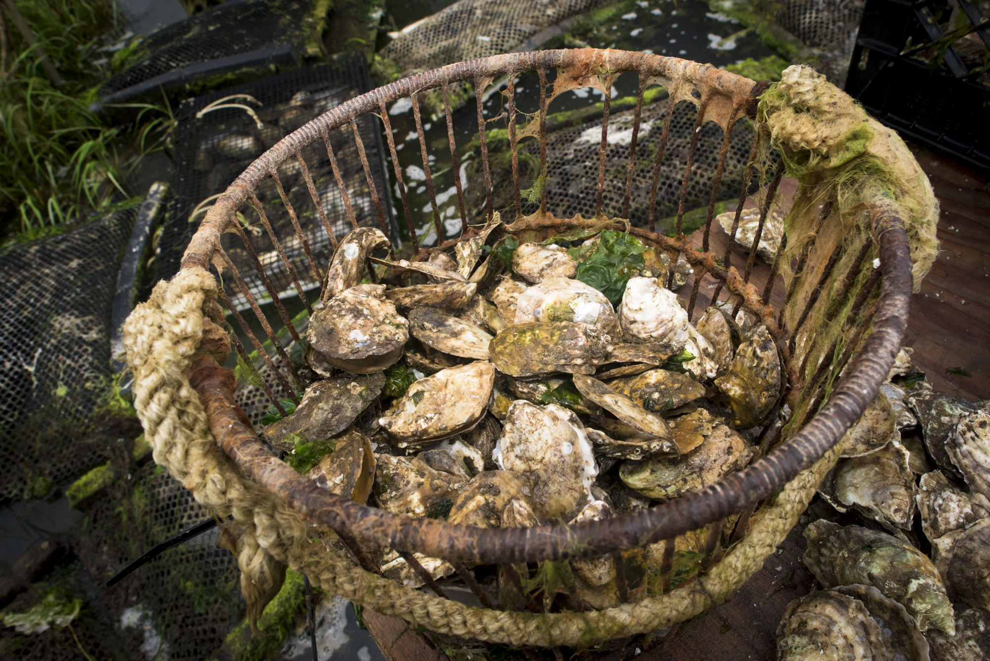 Bucket of oyster shells 