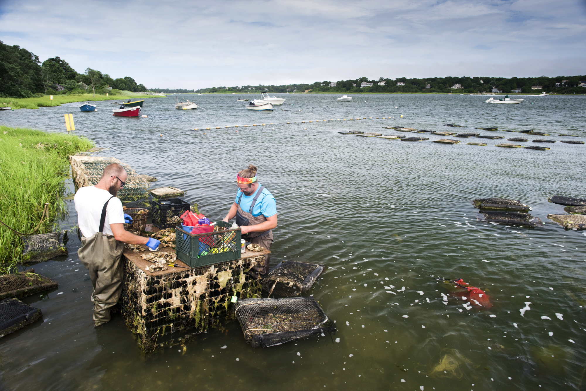 Oyster Farmers - Cape Cod