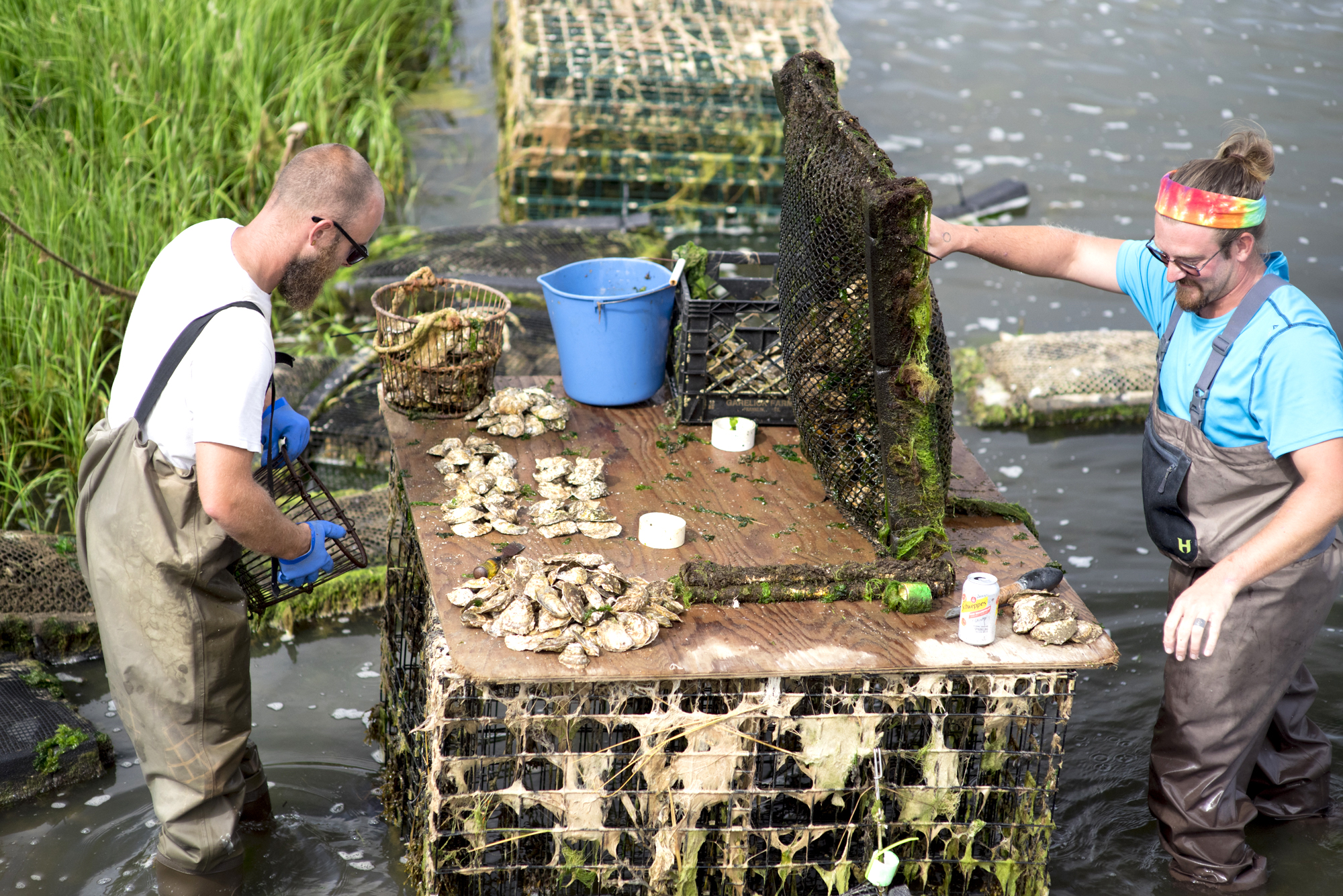 Cape Cod Oyster Farming 