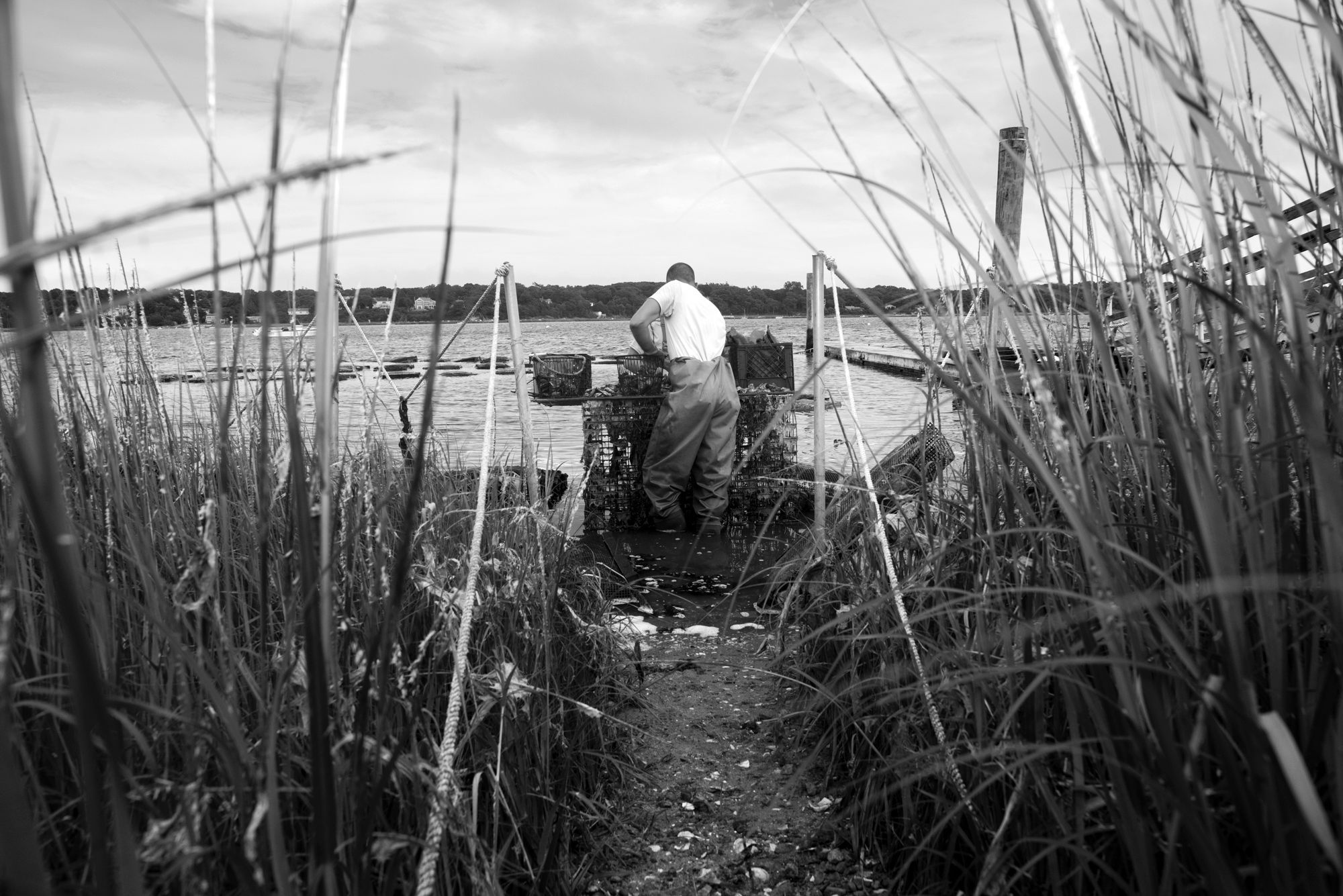 Cape Cod Oyster Farming 