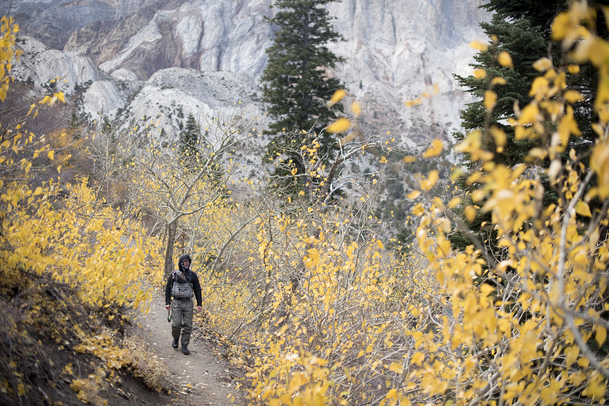  A fly fisherman walking through fall colors in the Eastern Sierra.  