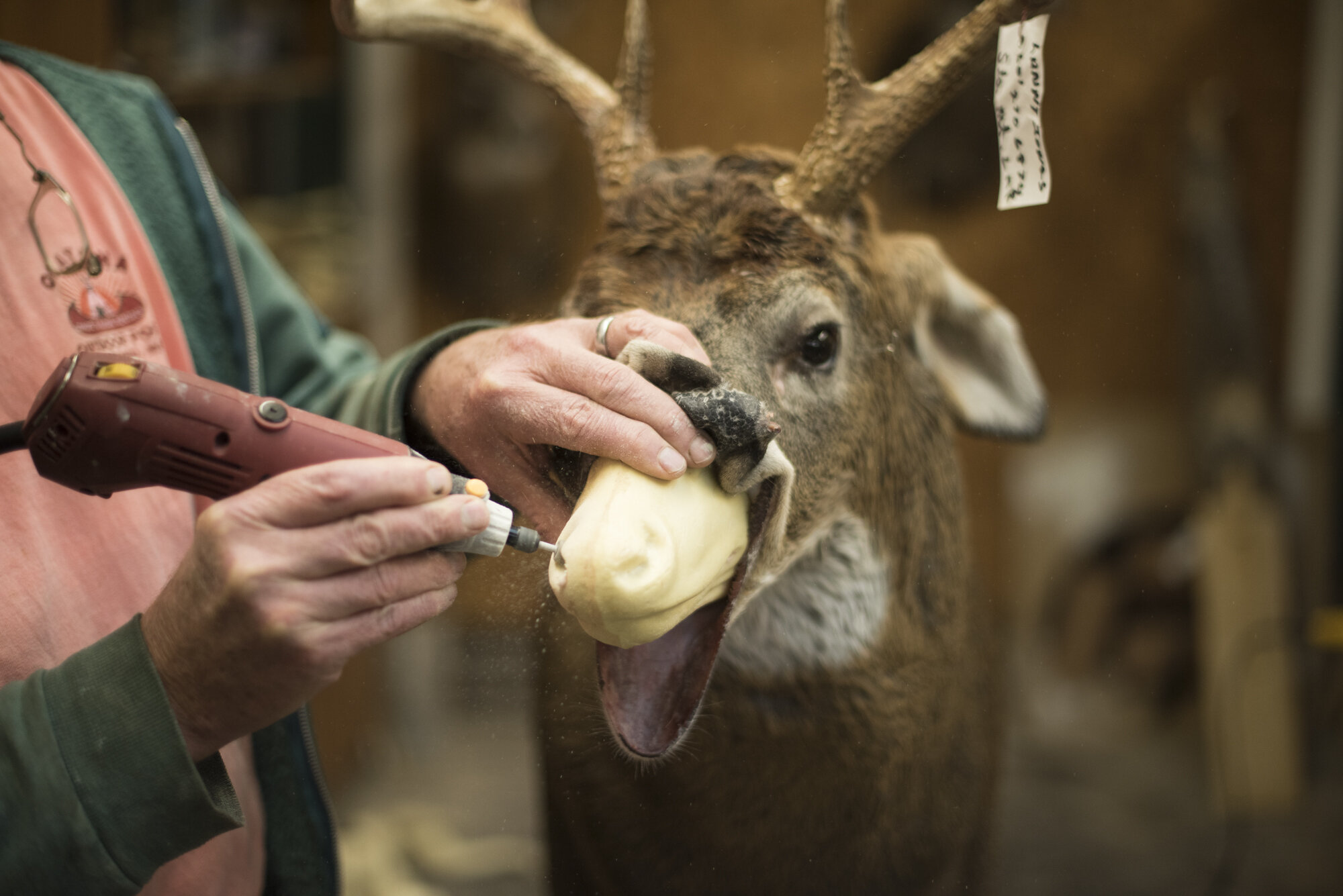  A taxidermist working on a deer head in Mississippi.  