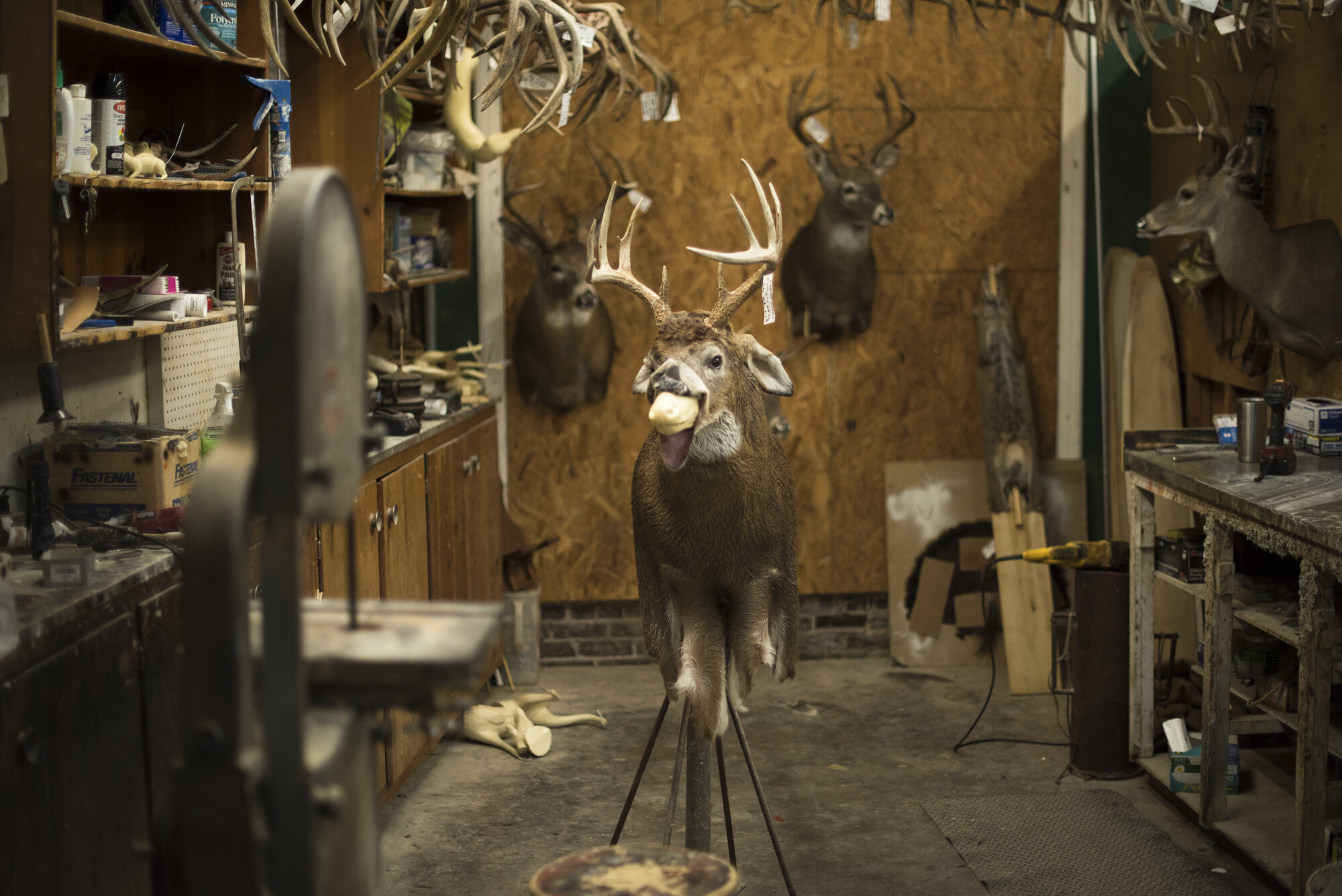  Deer head in progress at a taxidermy shop in Mississippi.  