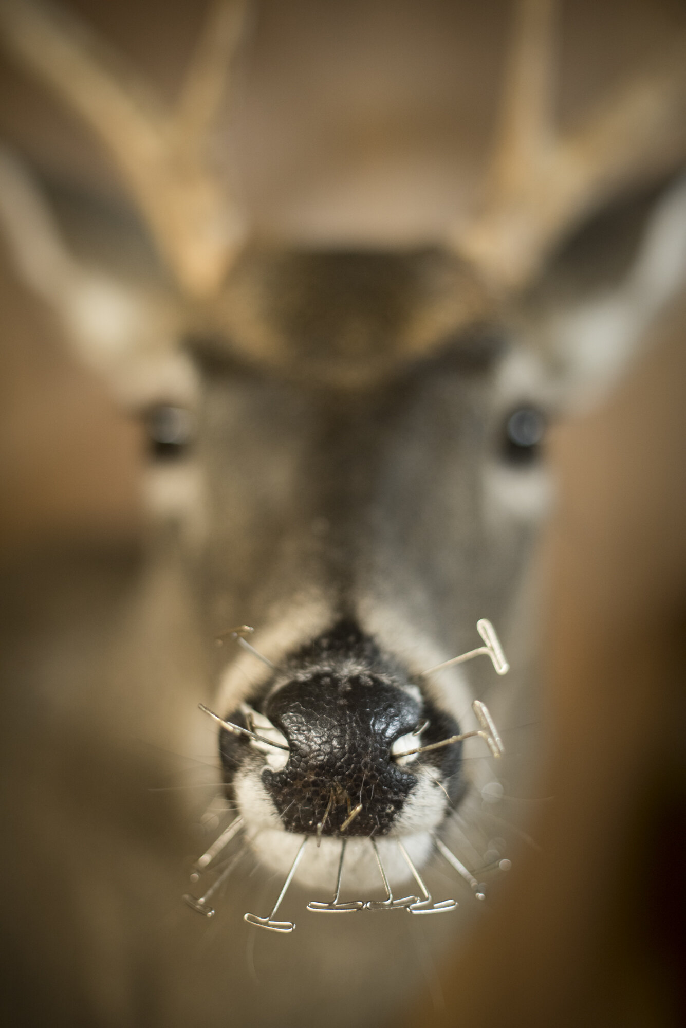  Pins sticking out of the nose of a deer head at a taxidermy shop.  