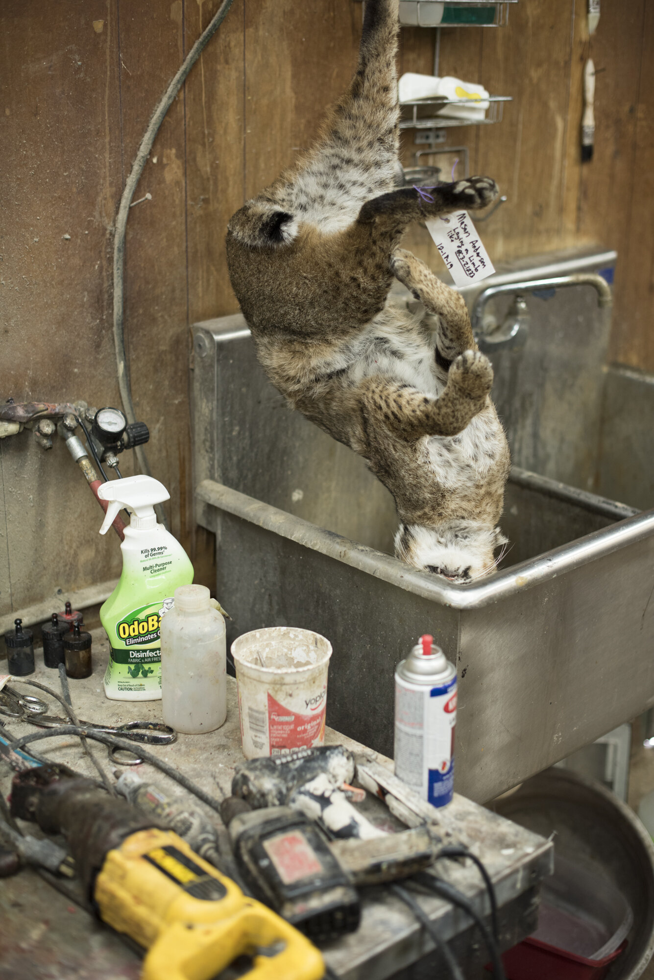  A frozen bobcat thaws out in the sink of a taxidermy shop in Mississippi.  