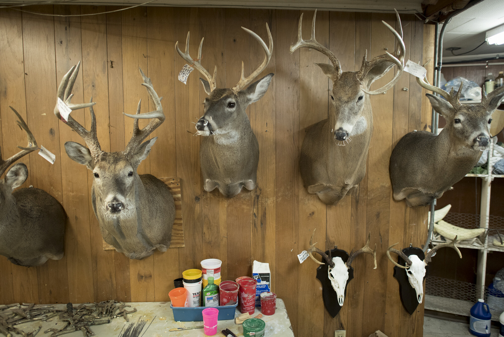  Deer heads hanging on the wall of a taxidermy shop.  