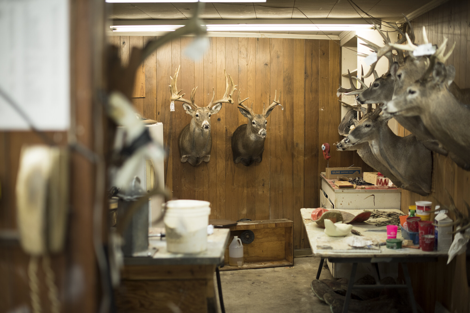  Deer heads on the wall at a taxidermy shop in Mississippi.  