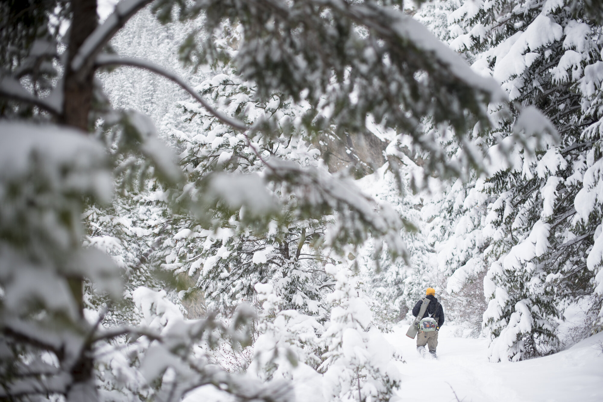  A fly fisherman walking through a snow covered forest in Colorado.  