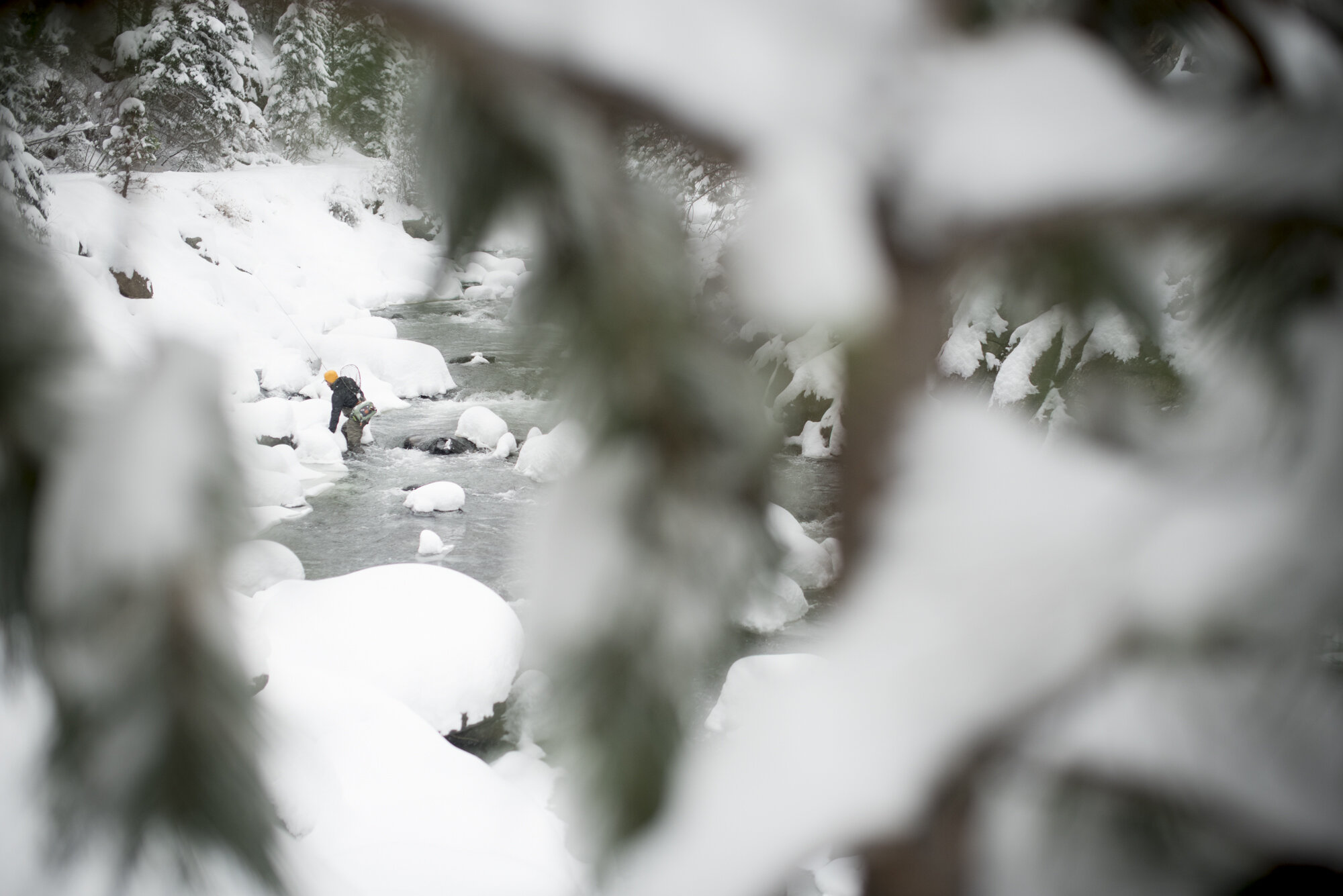  A fly fisherman walks out of a river onto the snowy banks in Coloroad.  