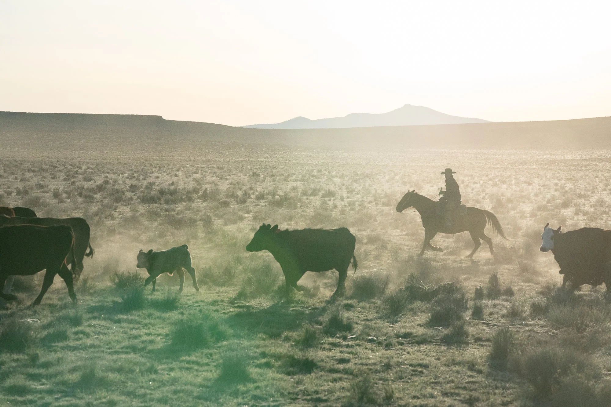 A cowboy rides alongside cattle in dusty sunset light at the ZX Ranch in Oregon