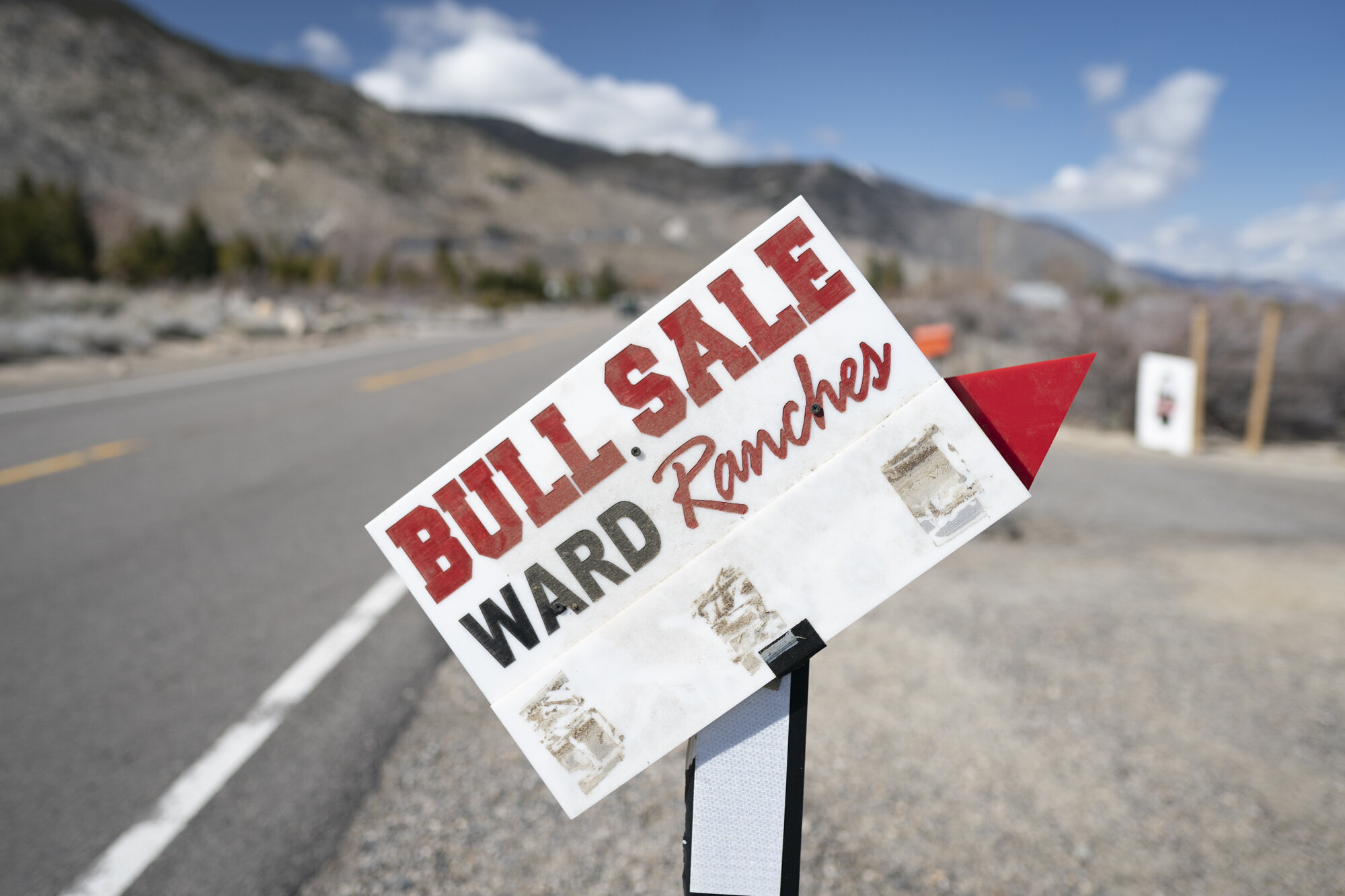 Ward Ranches Bull Sale 