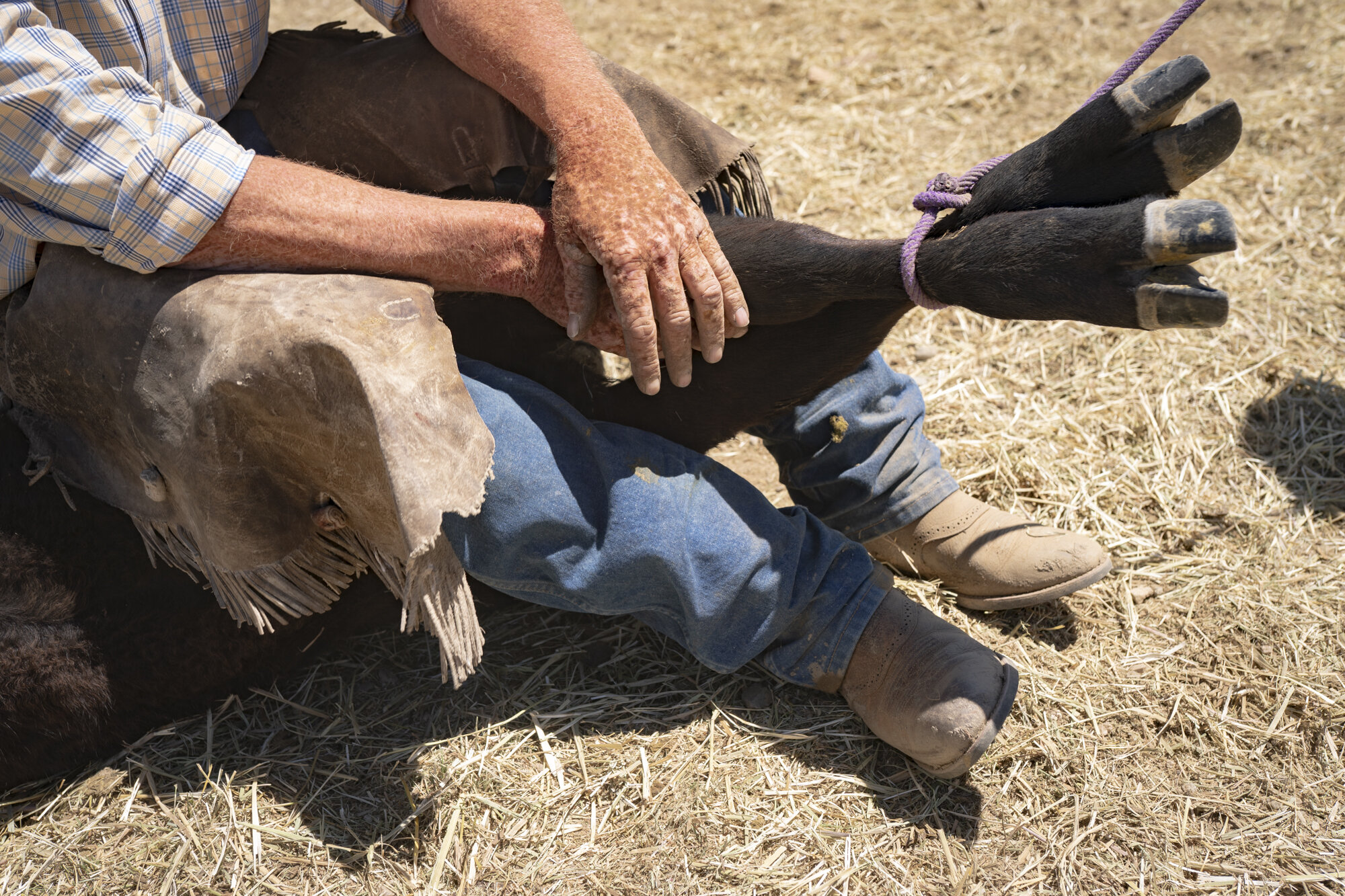 Cattlebranding-00631.jpg