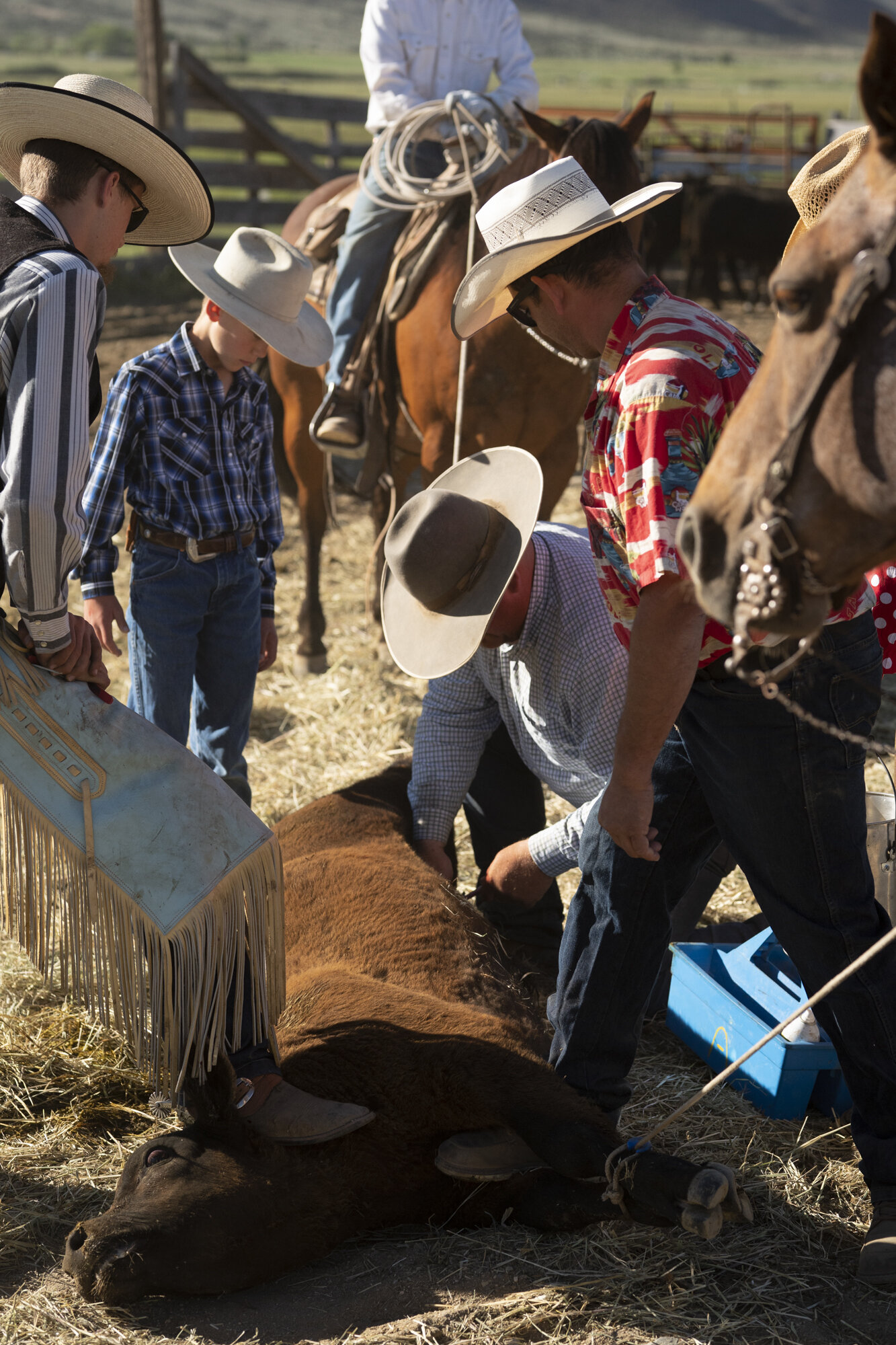 Cattlebranding-09156.jpg