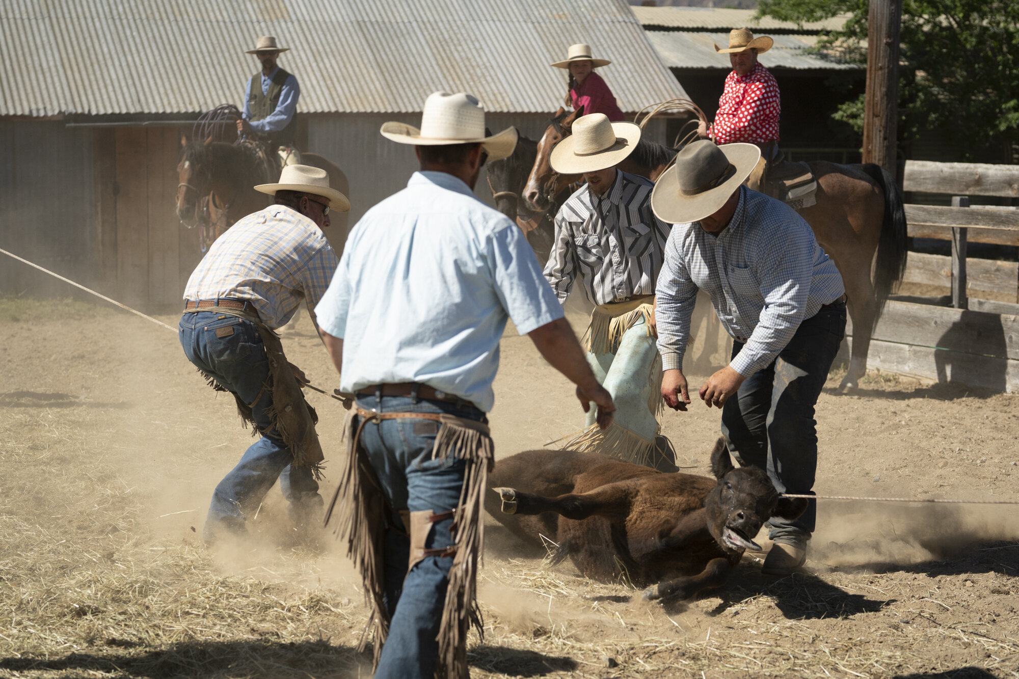 Cattlebranding-09490.jpg