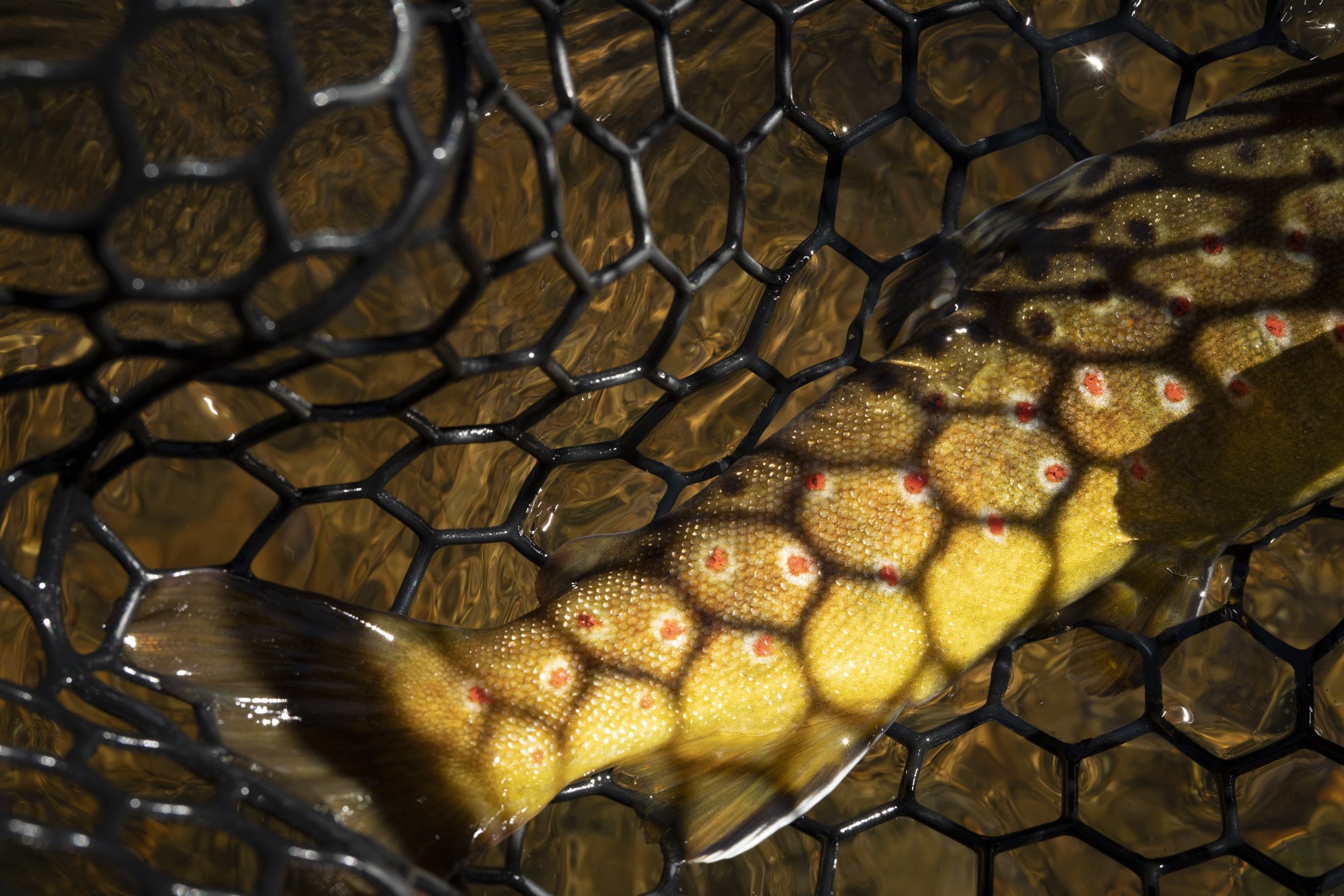 The beautiful markings of a brown trout