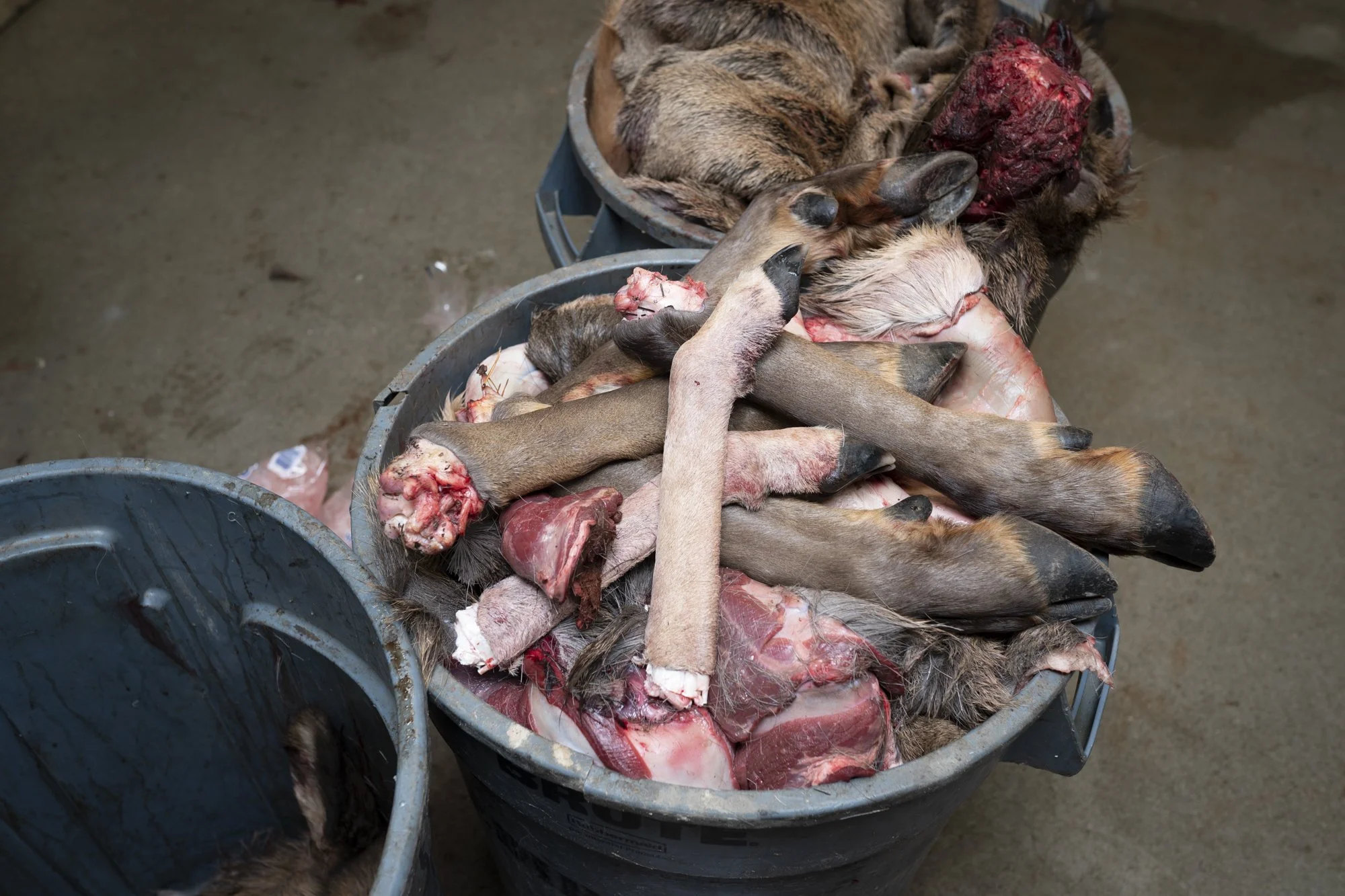 Raleigh, North Carolina Photographer