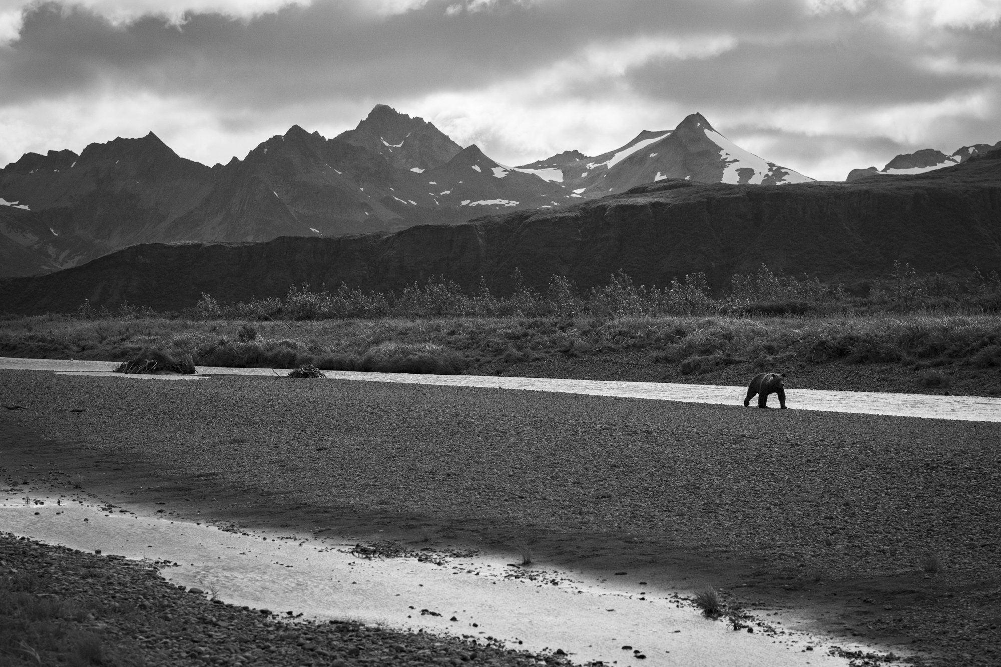  Photograph of a grizzly bear walking along a river in Alaska with snow covered mountains in the background - Fly Fishing - Photography - Adventure  