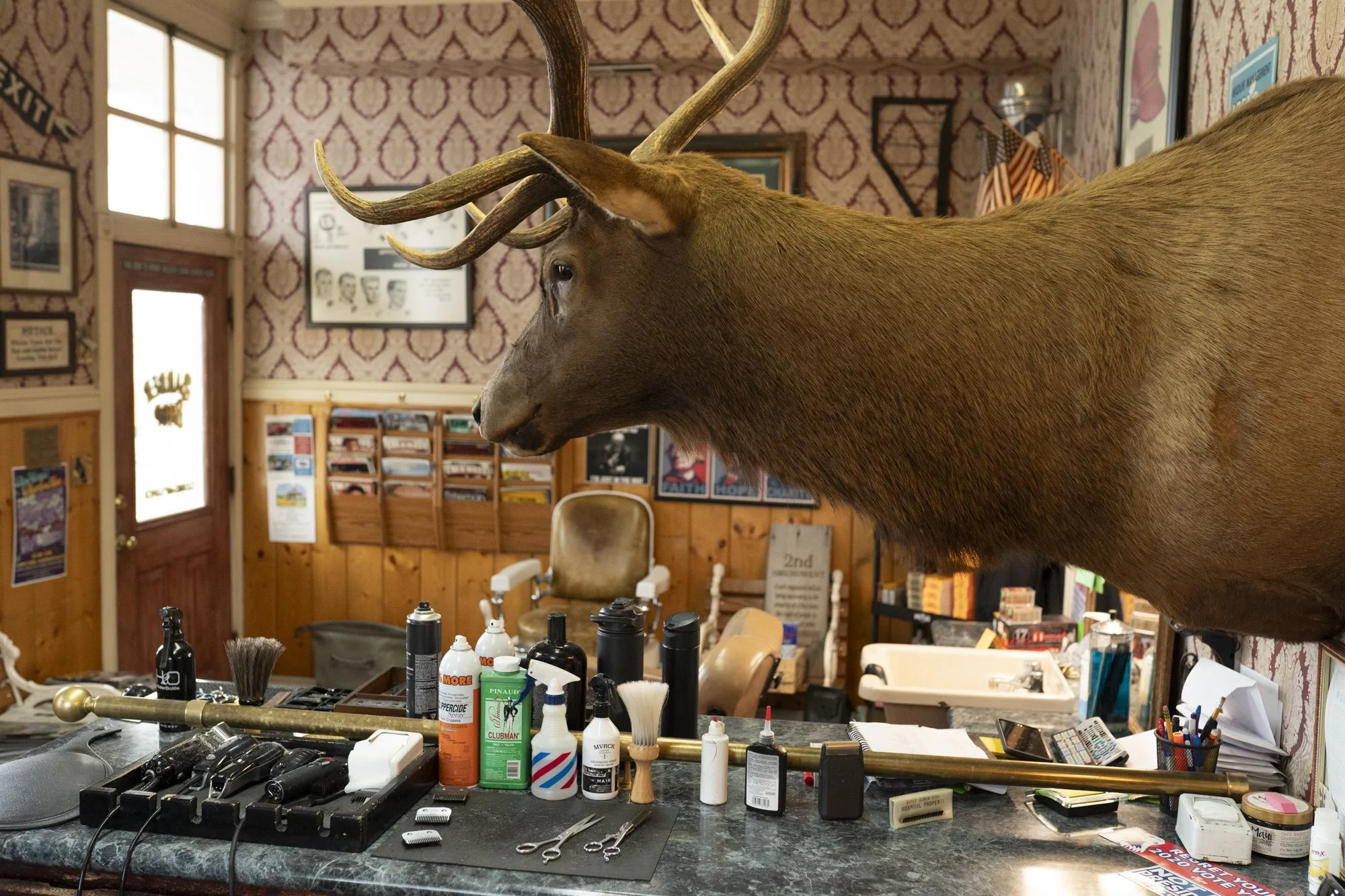 Photo of an elk head hanging on the wall at Main St. Barbershop in Gardnerville, Nevada  