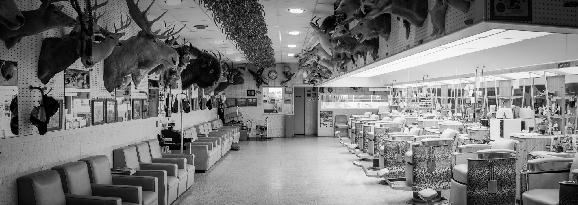  Black and white photograph of an old barbershop filled with taxidermy.   Trophy Barbershop - Baytown, Texas  