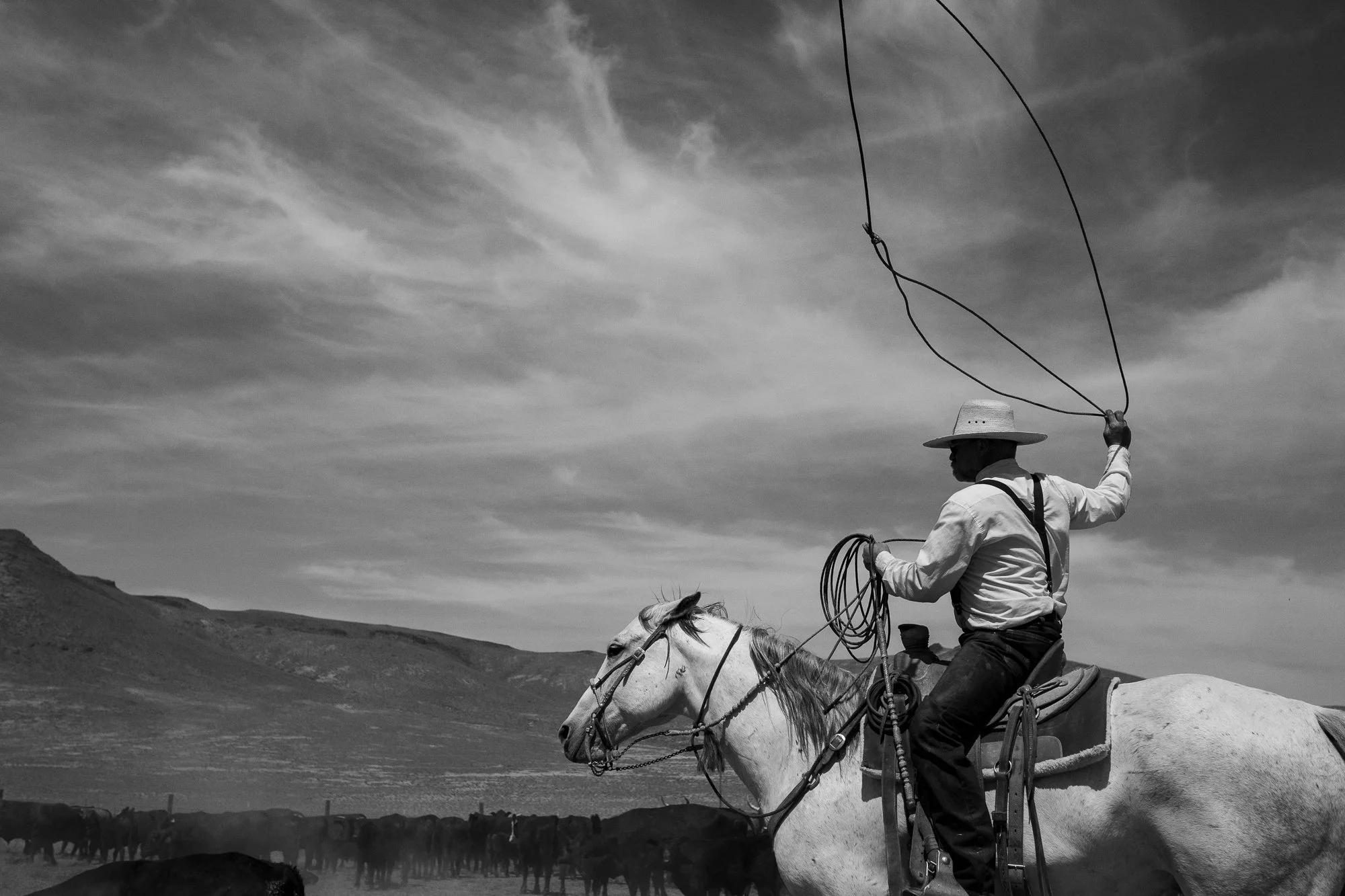 Black and white photograph of a buckaroo throwing a big loop at a cow on a cattle ranch in Nevada