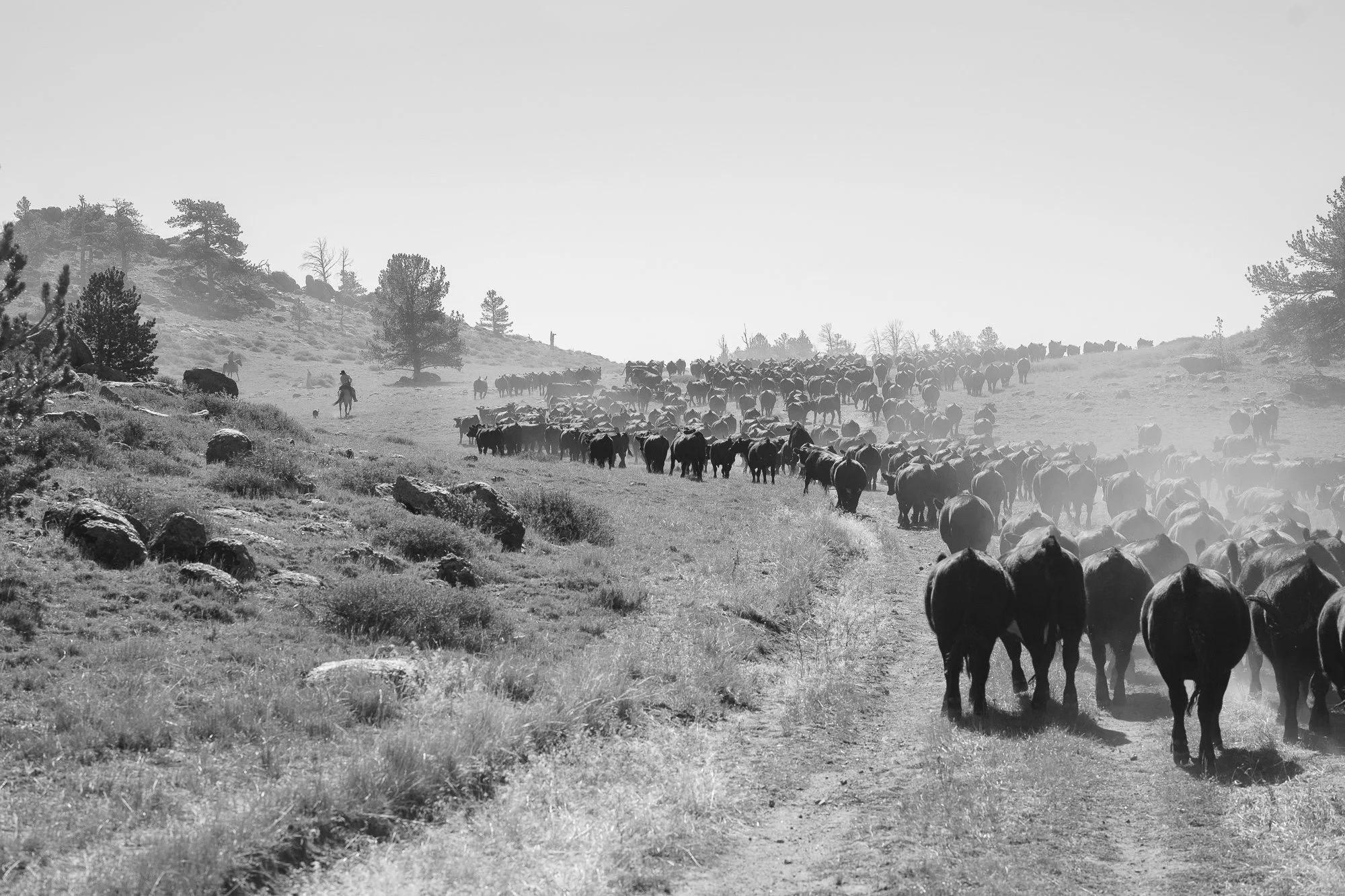 Nigros-01066.jpg