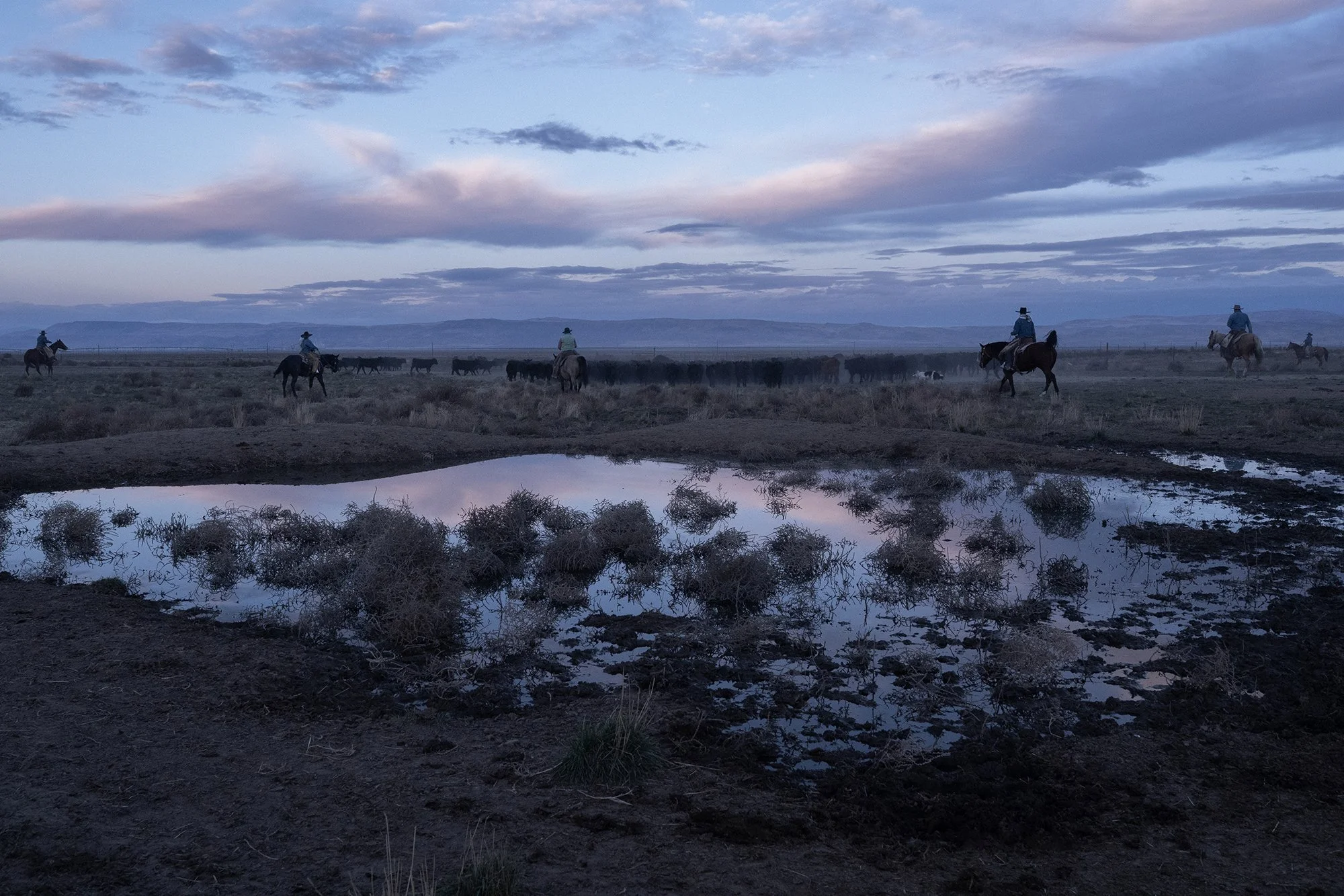  Buckaroos gathering cows early in the morninig on a cattle ranch in Nevada 
