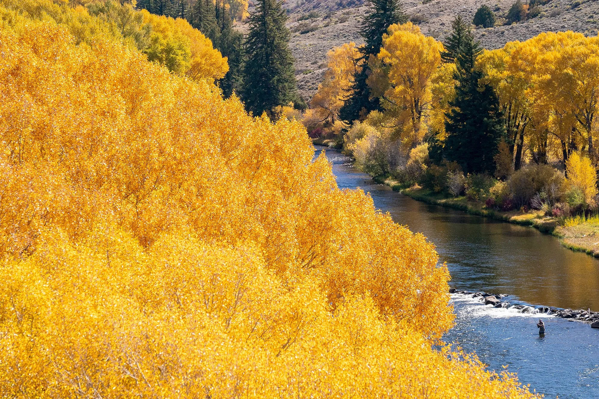  Real angler fly fishing on the Colorado River during peak fall foliage, surrounded by bright yellow aspens and rugged Western landscape. Ideal for fine art prints and available for editorial or commercial licensing. 