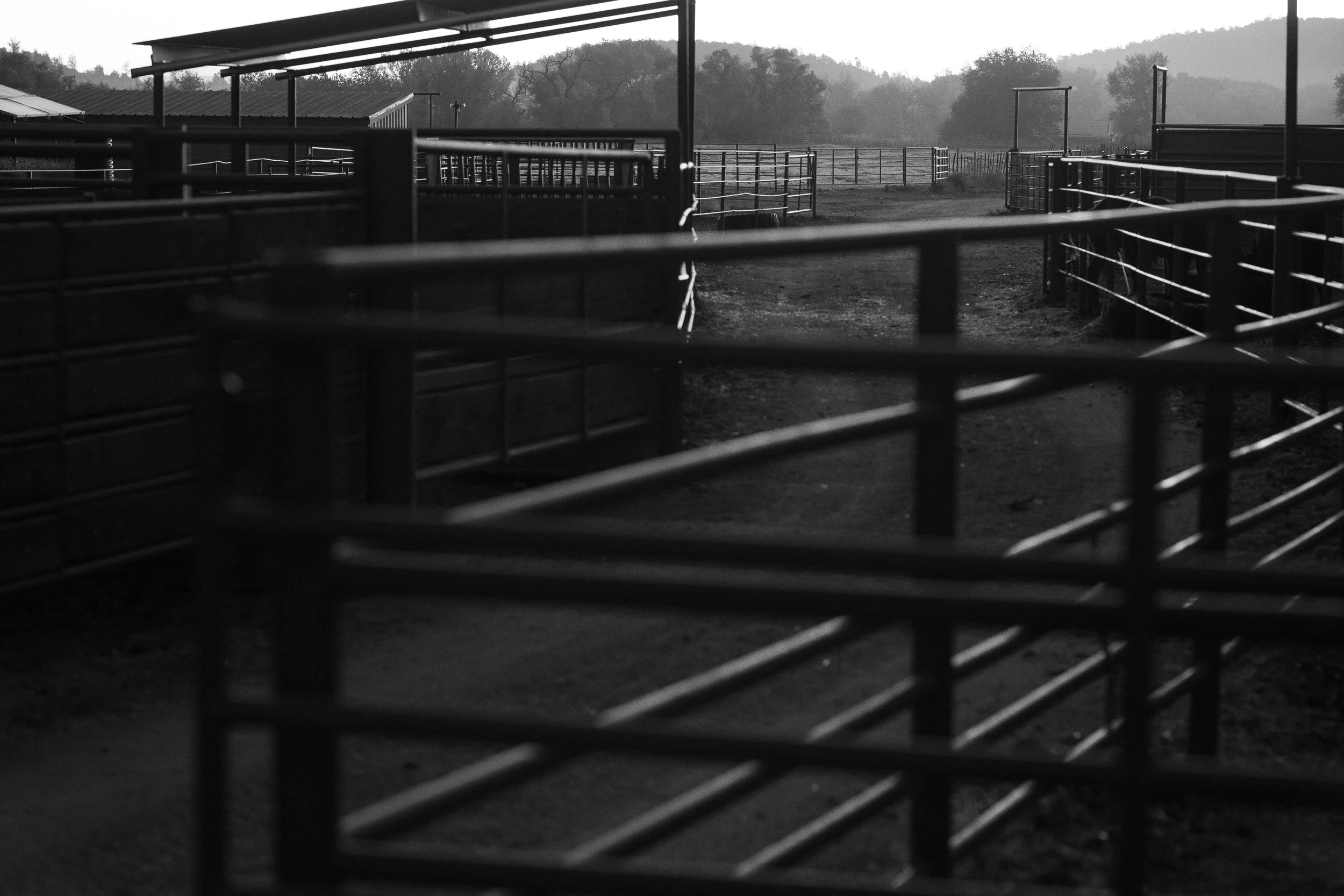  Interior view of metal working pens with soft morning light filtering through a quiet ranch setting. 