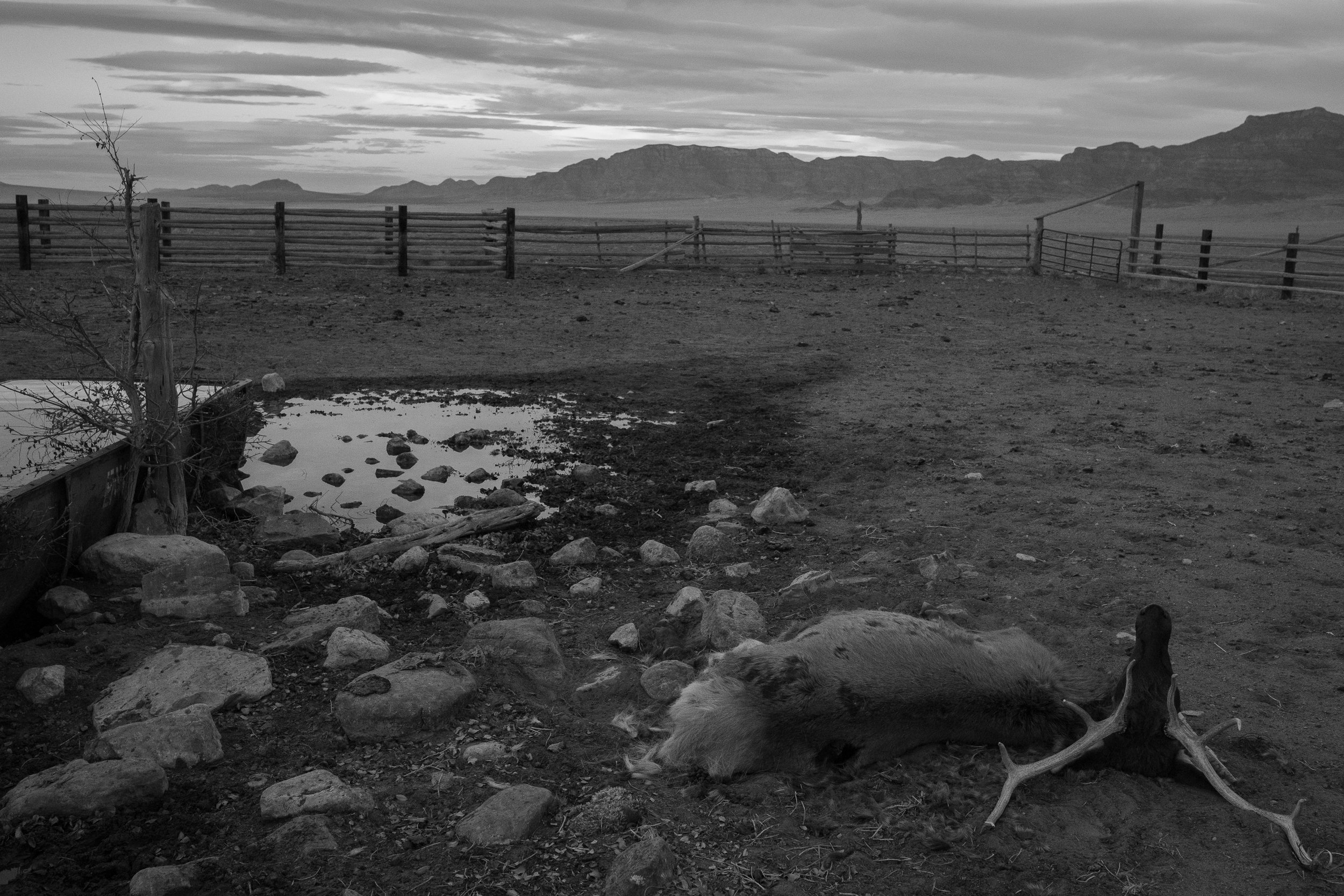  Desolate ranch yard with a water trough, scattered rocks, and animal remains under a heavy sky. 