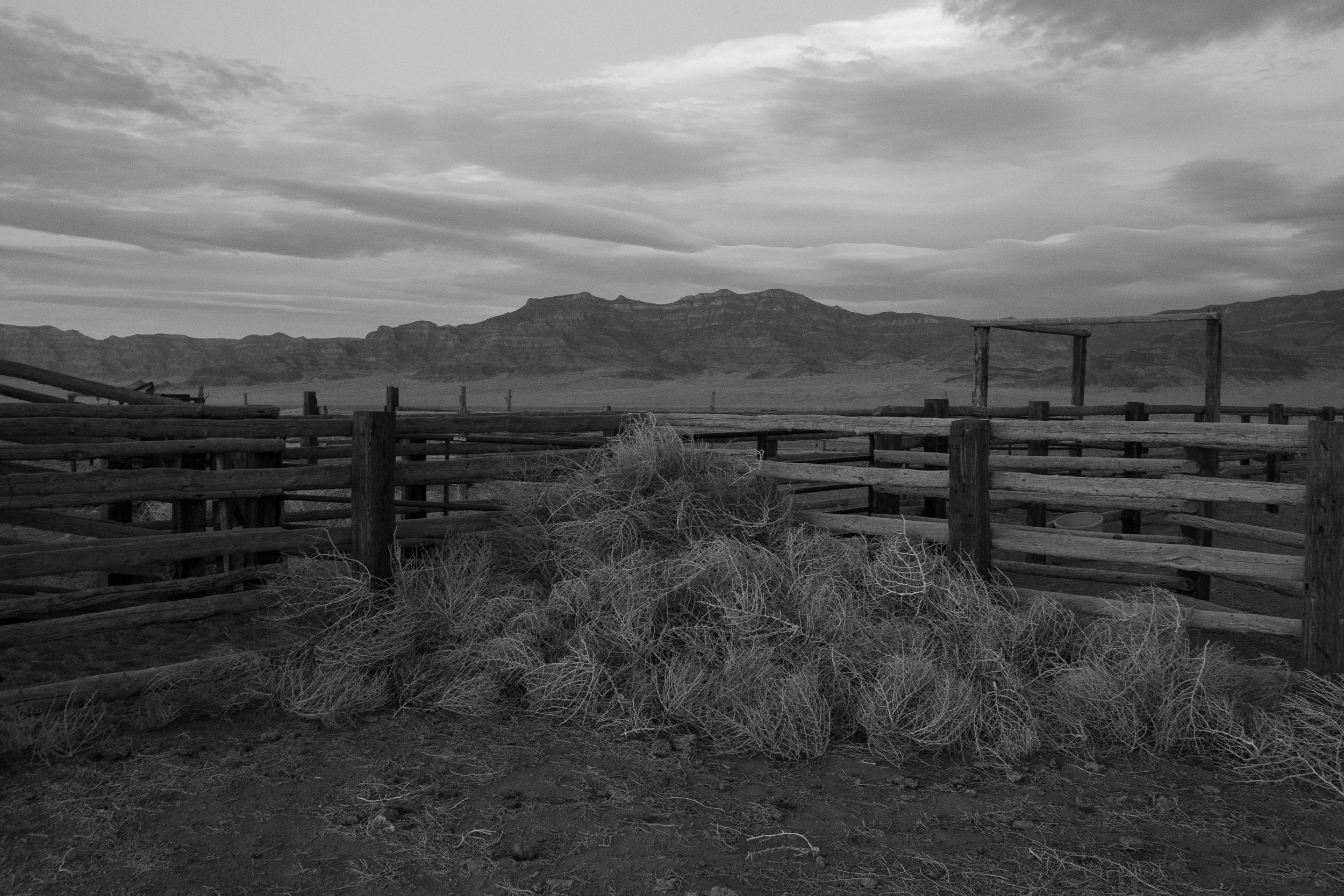  Dry tumbleweeds piled against wooden fencing inside a corral in a moody black and white scene. 