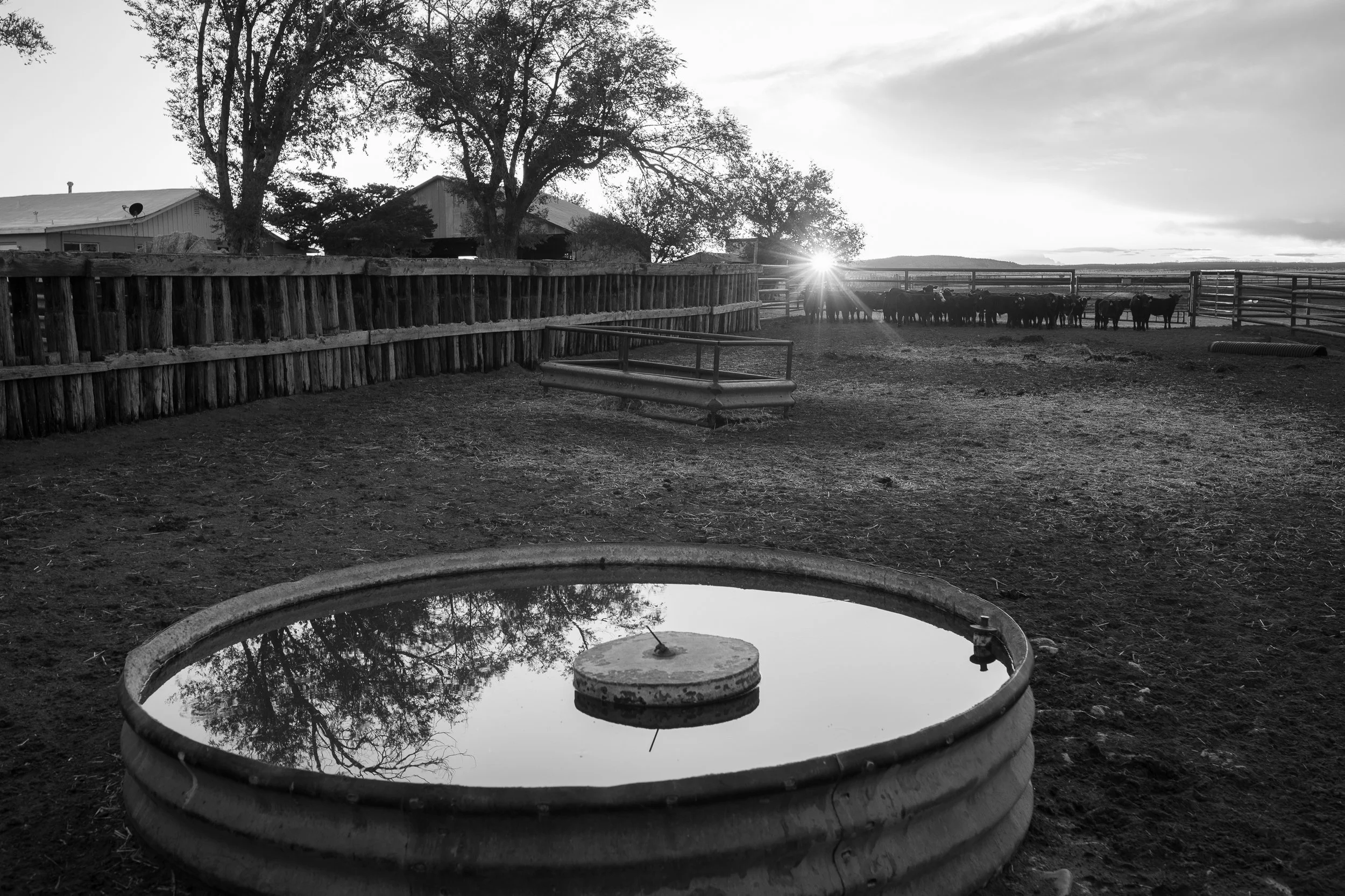  Black and white photograph of a cattle pen with a water trough in the foreground and cows gathered near a setting sun. 