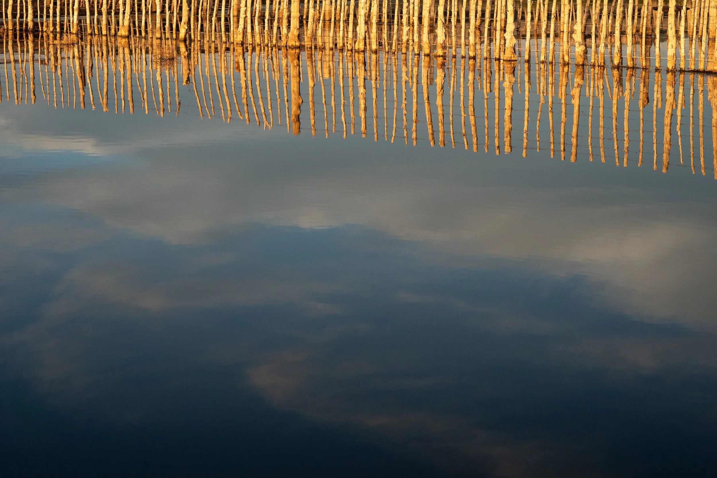  Close-up abstract of wooden corral fence reflected in calm water with warm golden tones. 