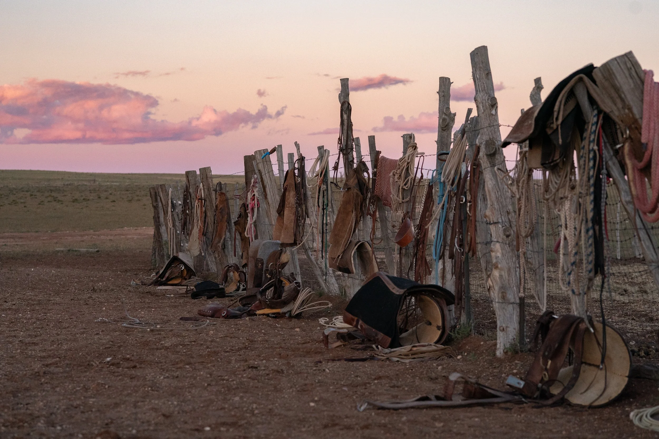  Row of saddles and tack hanging along a weathered fence line at sunset on an open ranch. 