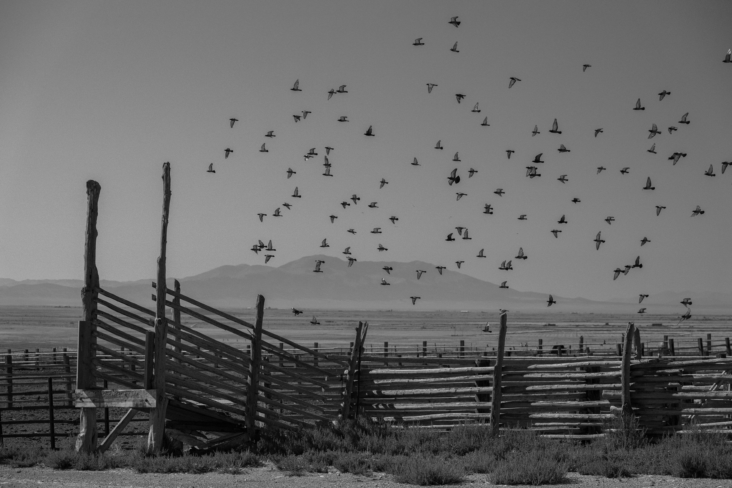  Black and white scene of birds rising above a weathered wooden stockyard with mountains in the distance. 