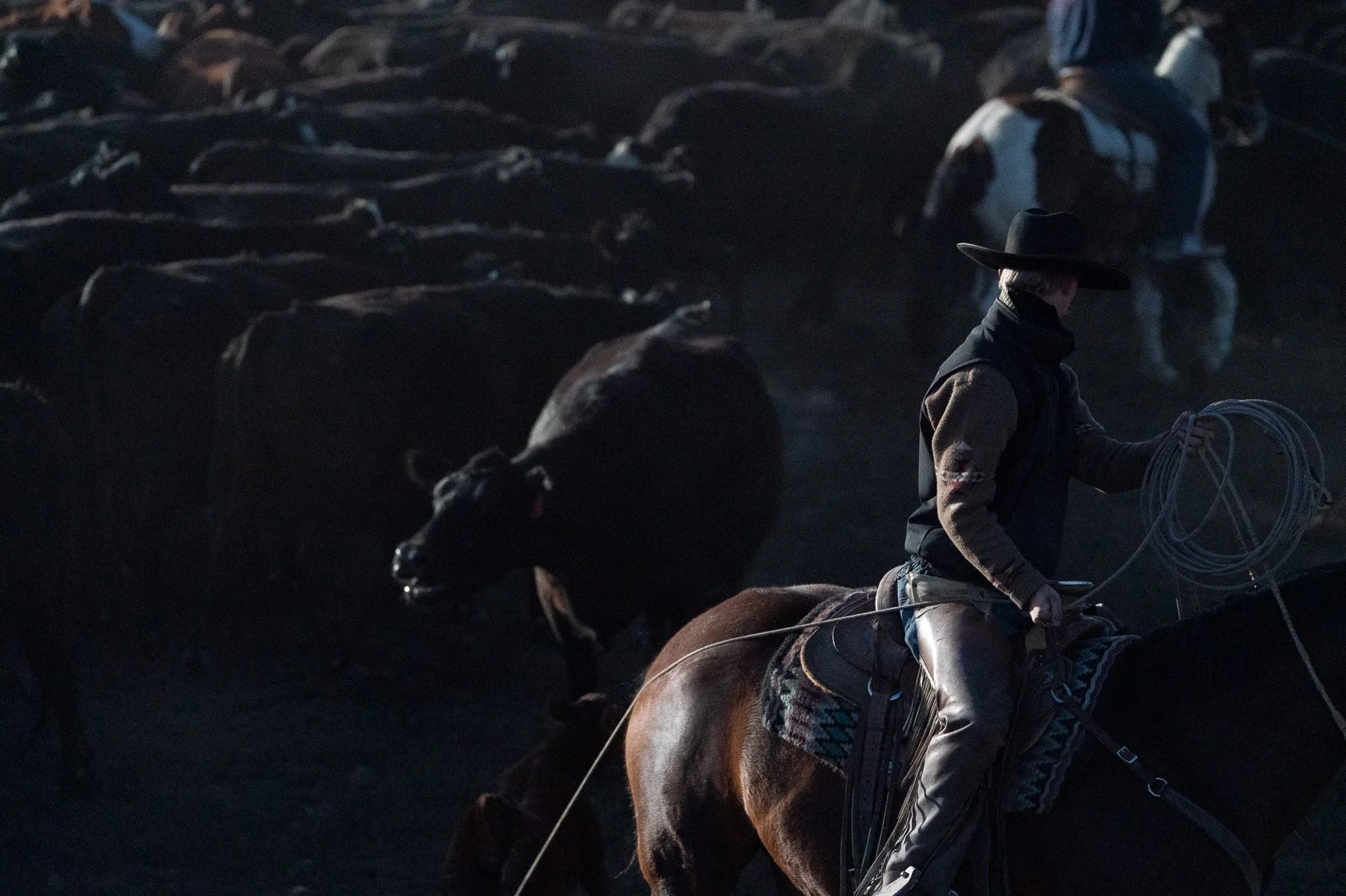  Photograph of a cowboy dragging a calf from the herd at first light on a real working cattle ranch in Oregon  