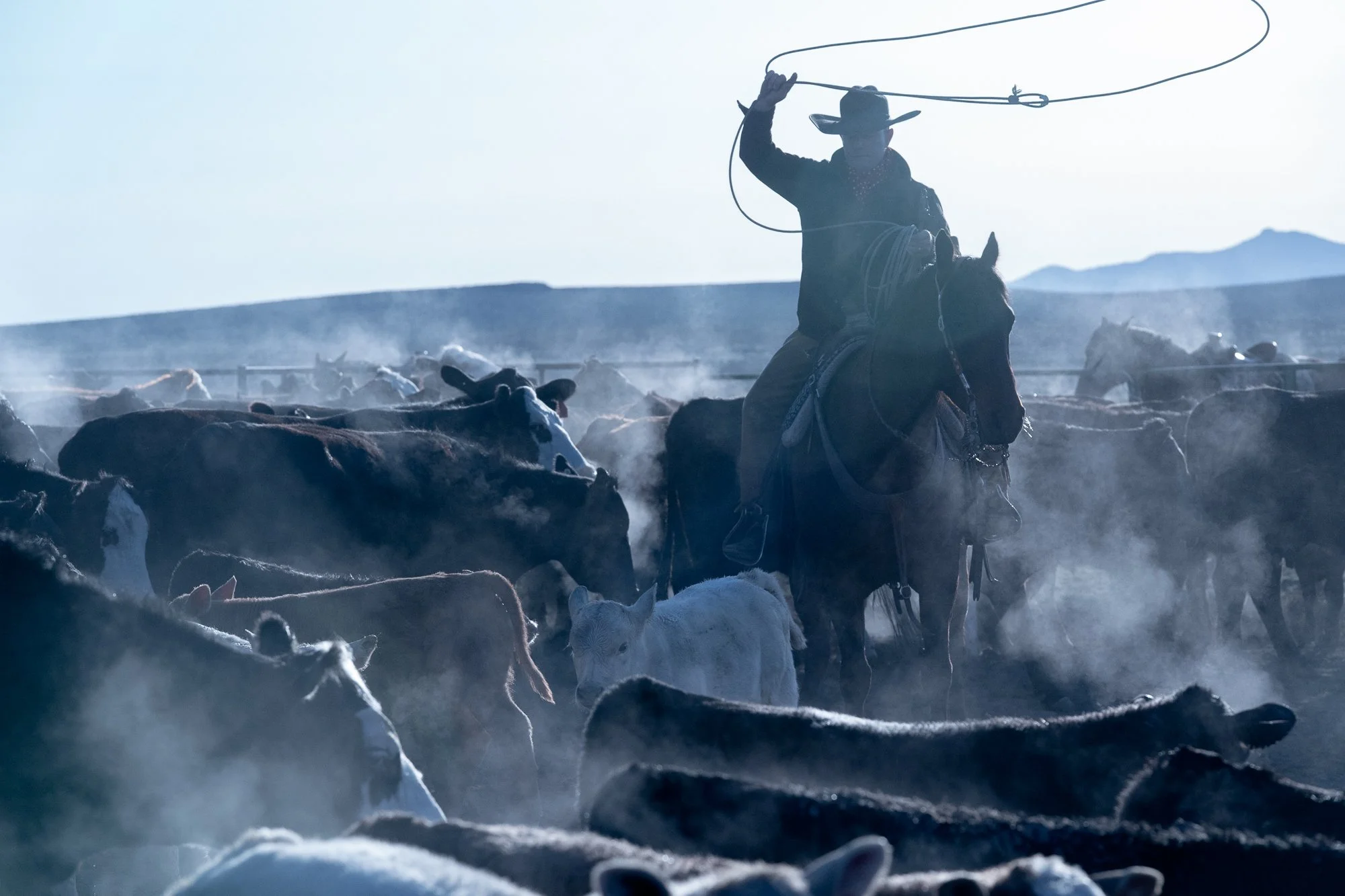 Cowboy horseback roping cattle on a cold, dusty morning in the American West. 