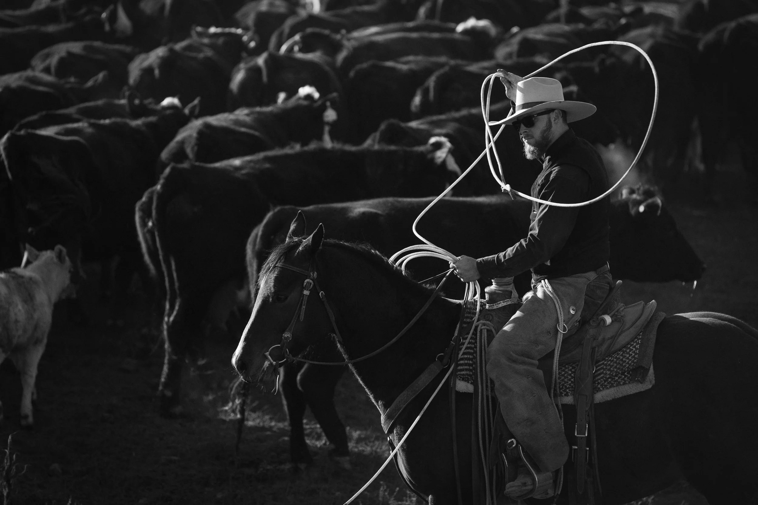  Black and white photograph of a cowboy swinging a rope from horseback while working cattle. 