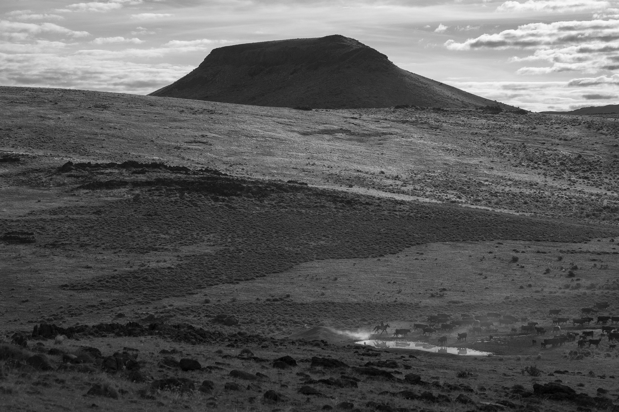 Black and white Western landscape showing cowboys moving cattle across an expansive high desert ranch. 