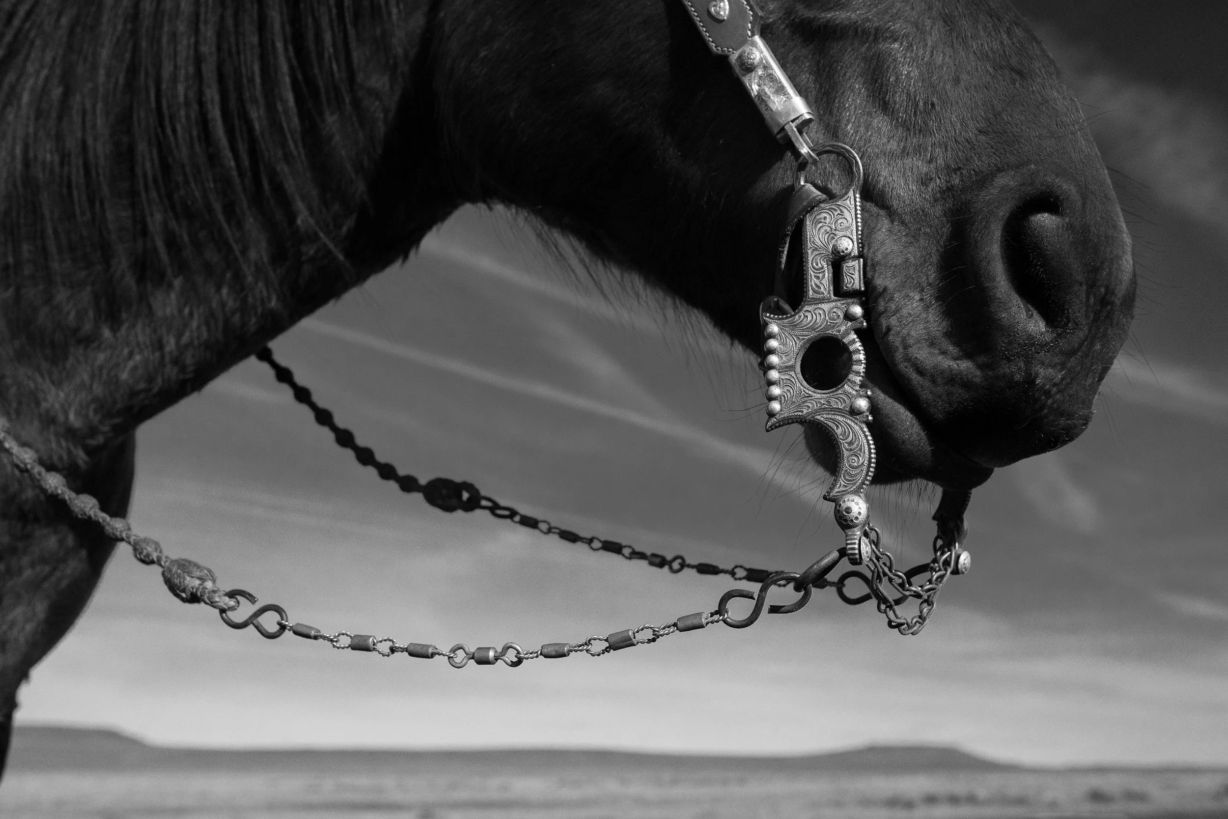  Black and white close-up of a ranch horse wearing an ornate silver bit against an open Western landscape. 