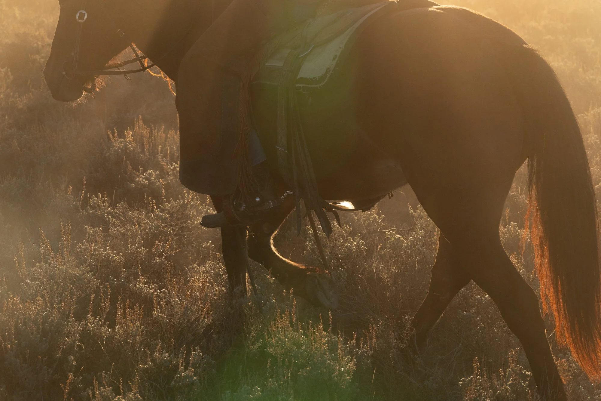 Cowboy-05098.jpg